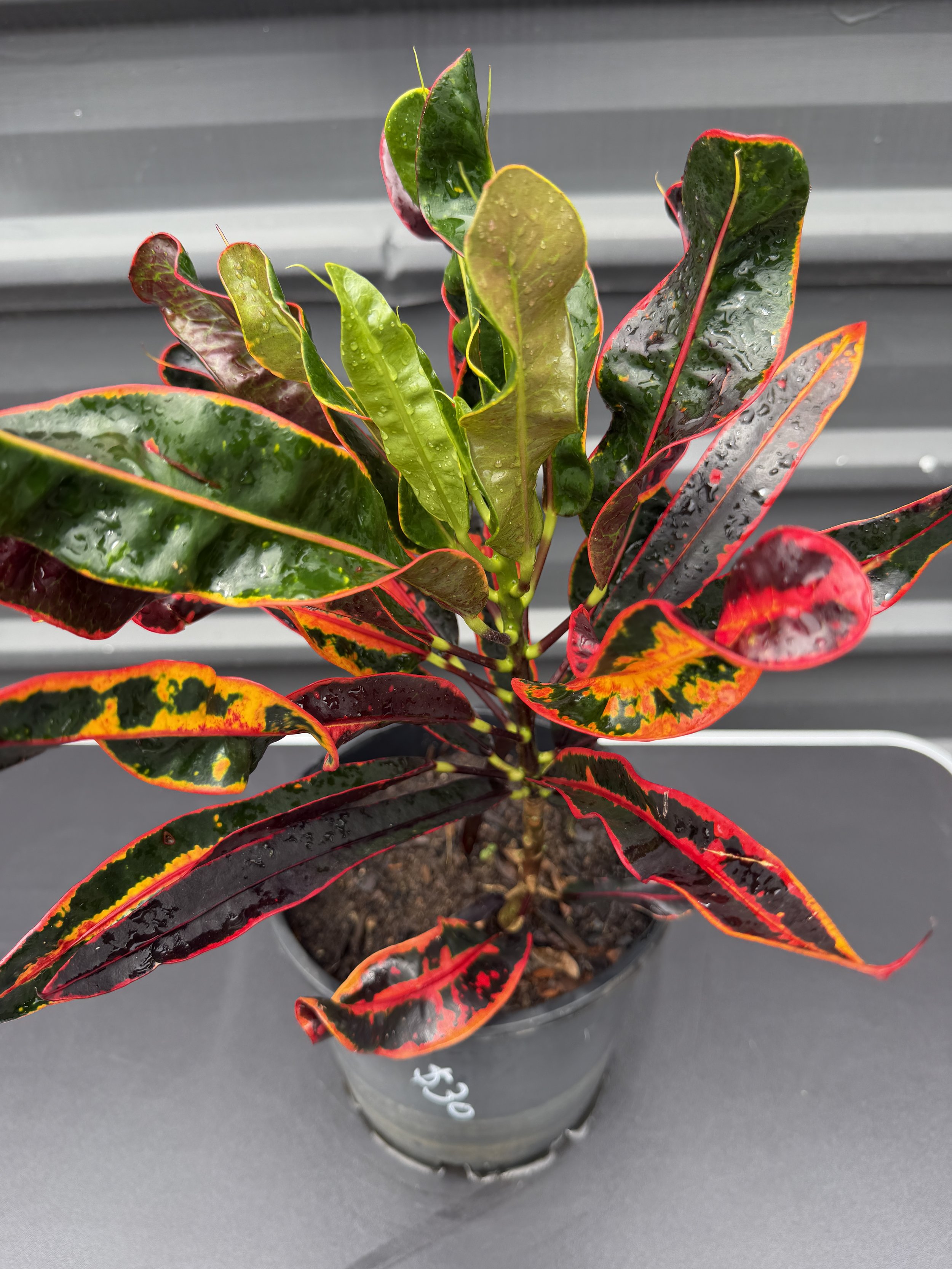 Croton 'Mammy' 200mm (6).JPG