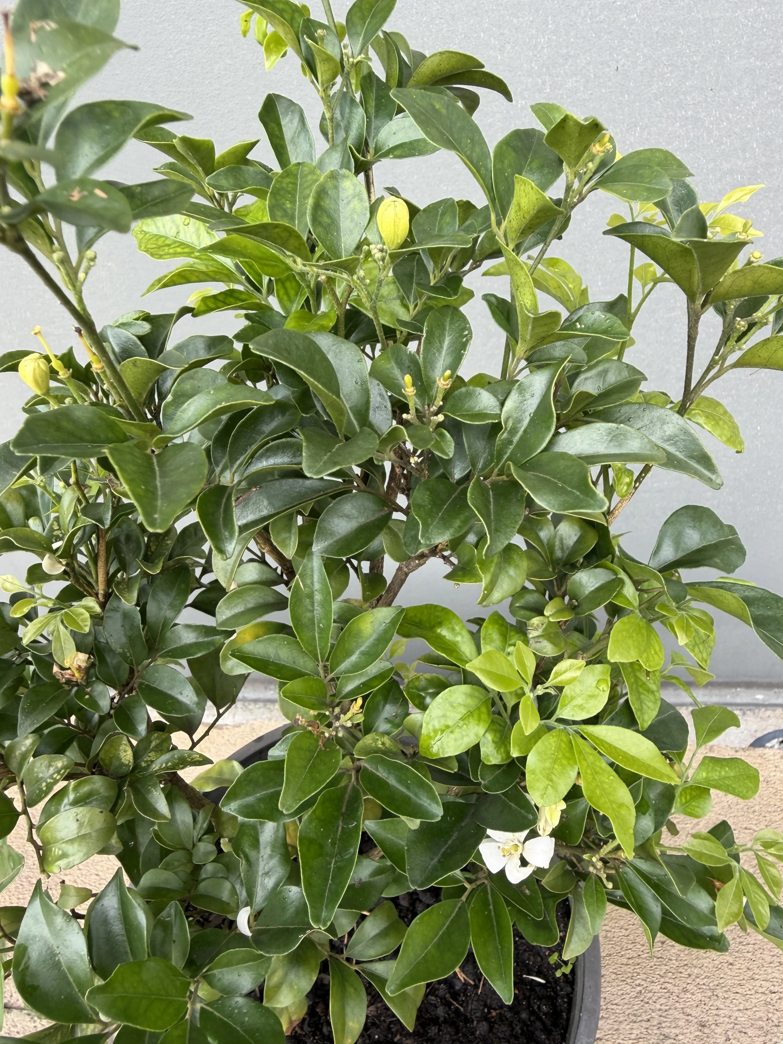 Murraya paniculata 200mm (1).JPG