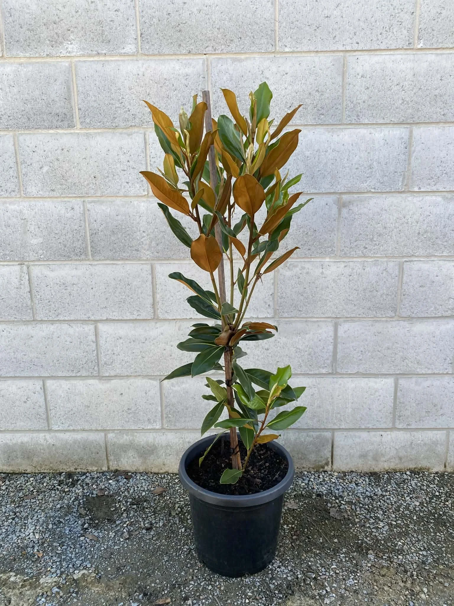 Magnolia ‘little gem’