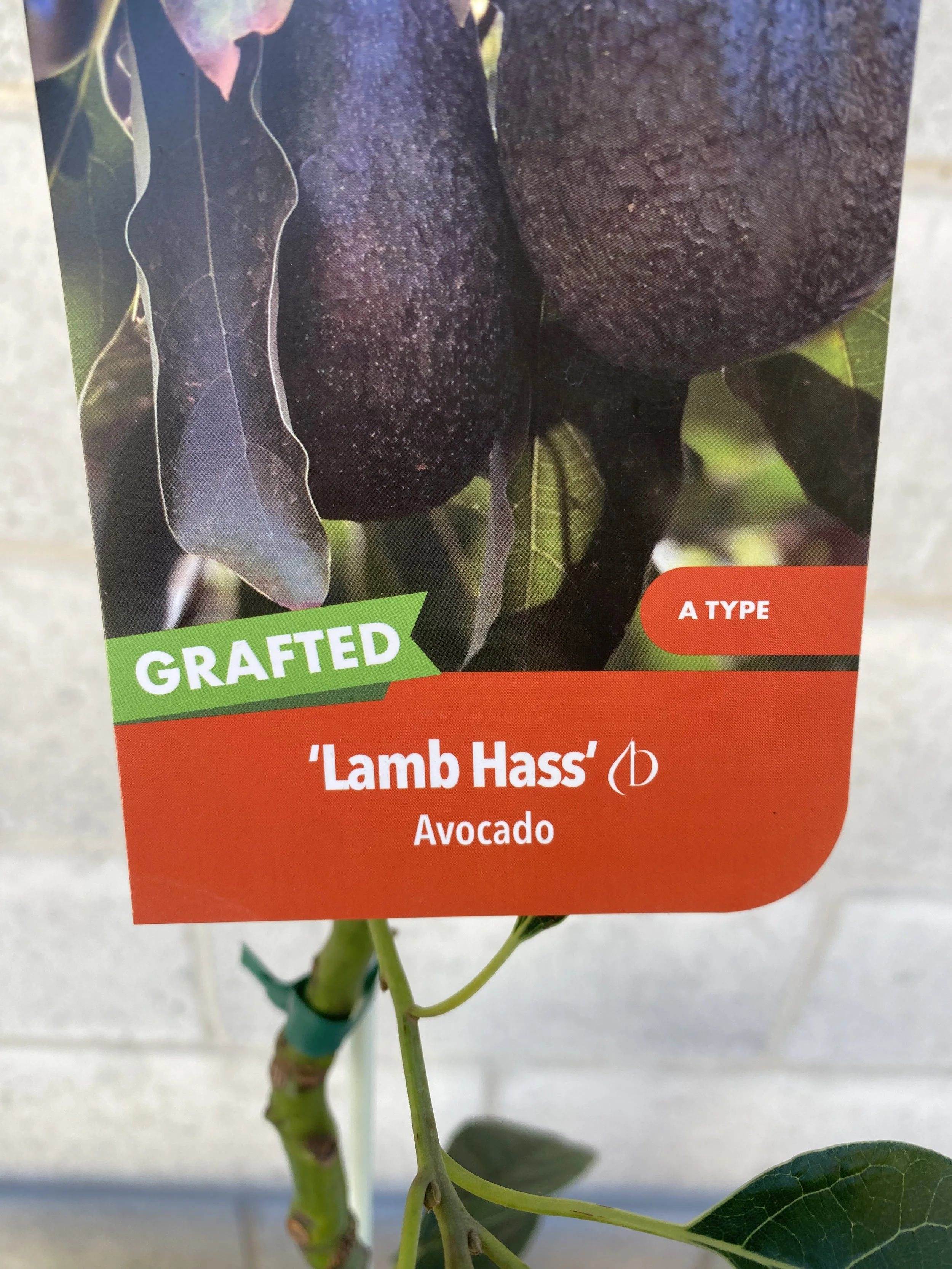 Avocado 'Lamb Hass' 5L.jpg