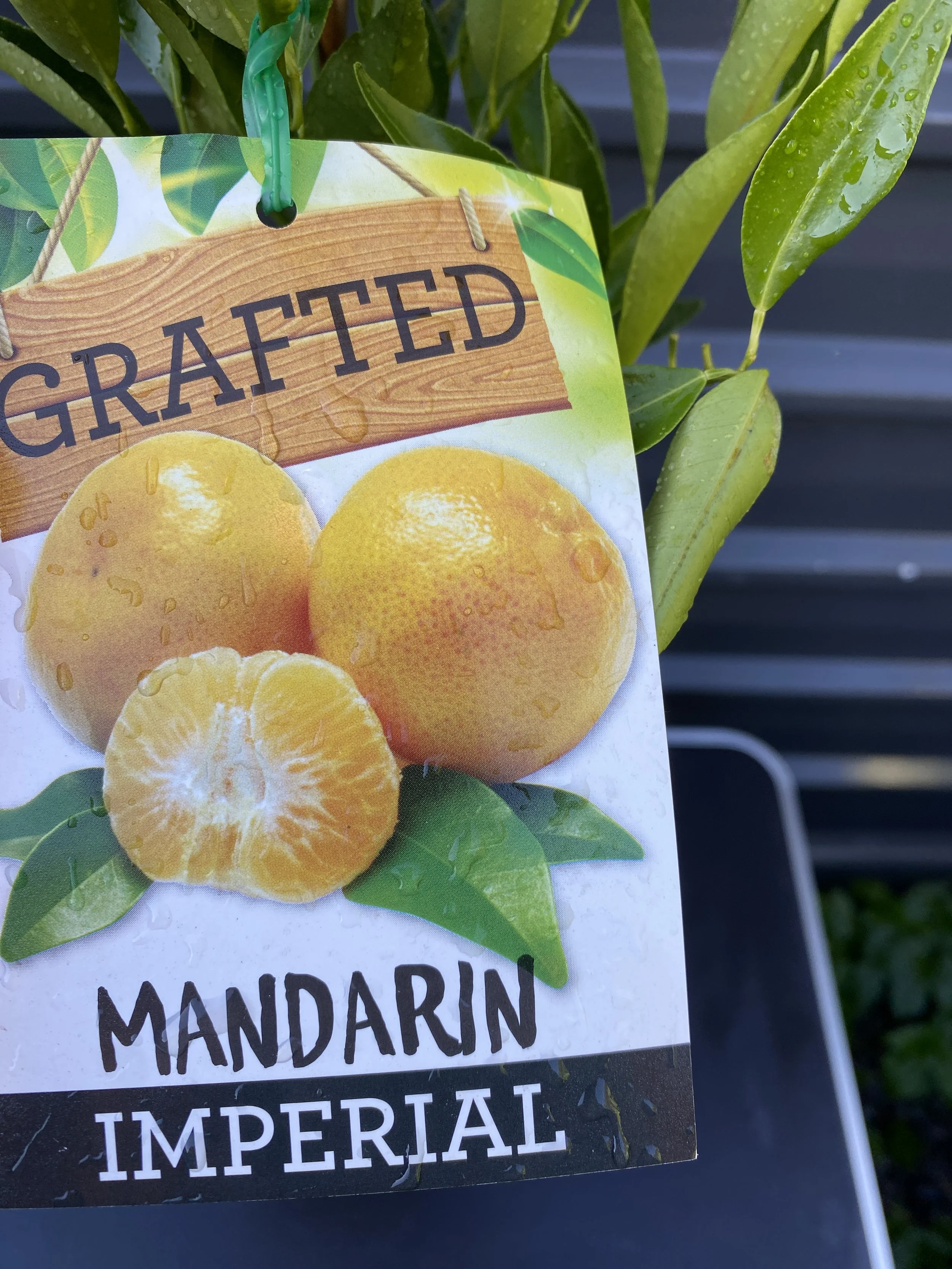 Mandarin - Imperial 10L (1).jpg