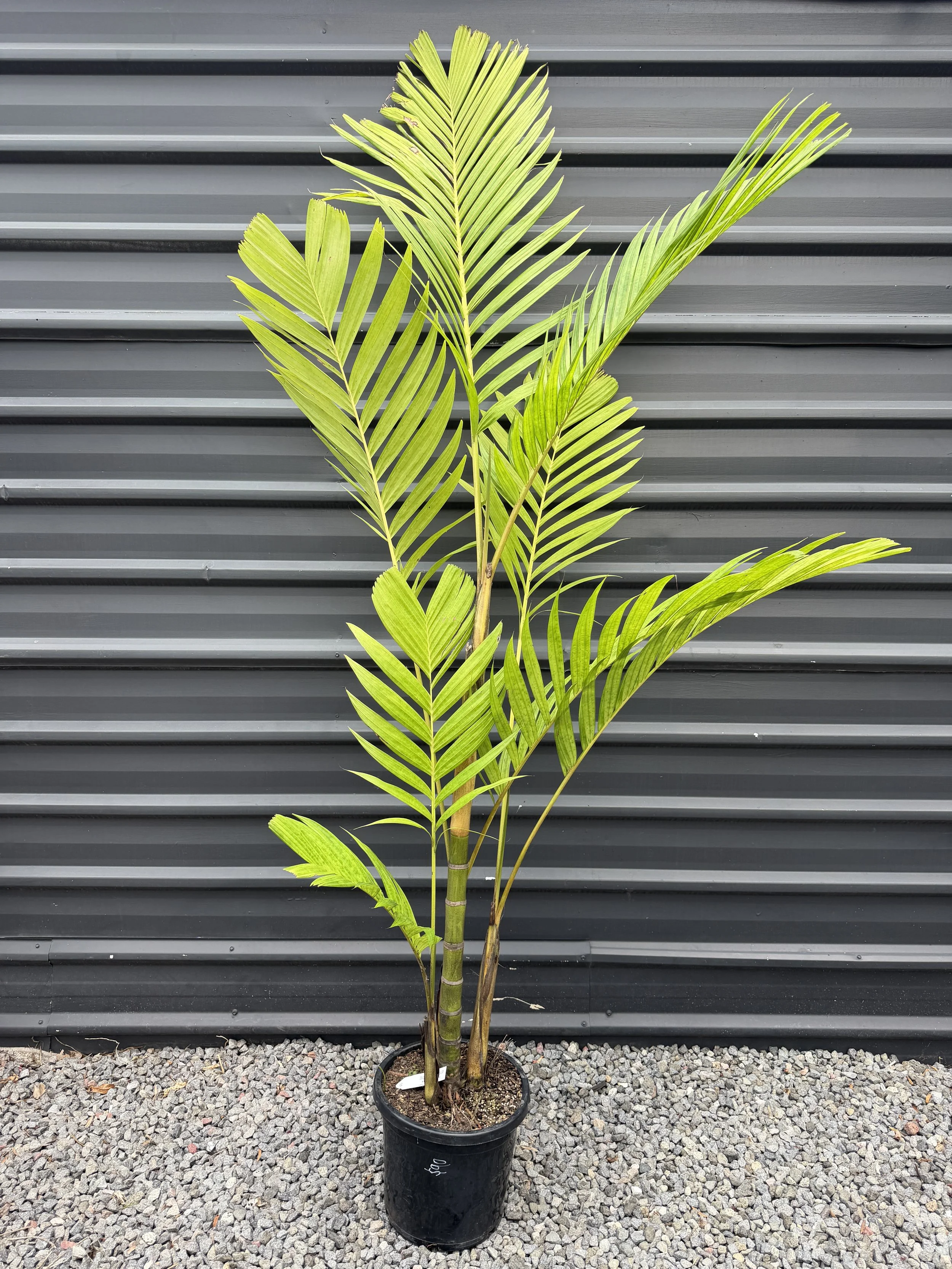 Pinanga Coronata 300mm (1).JPG