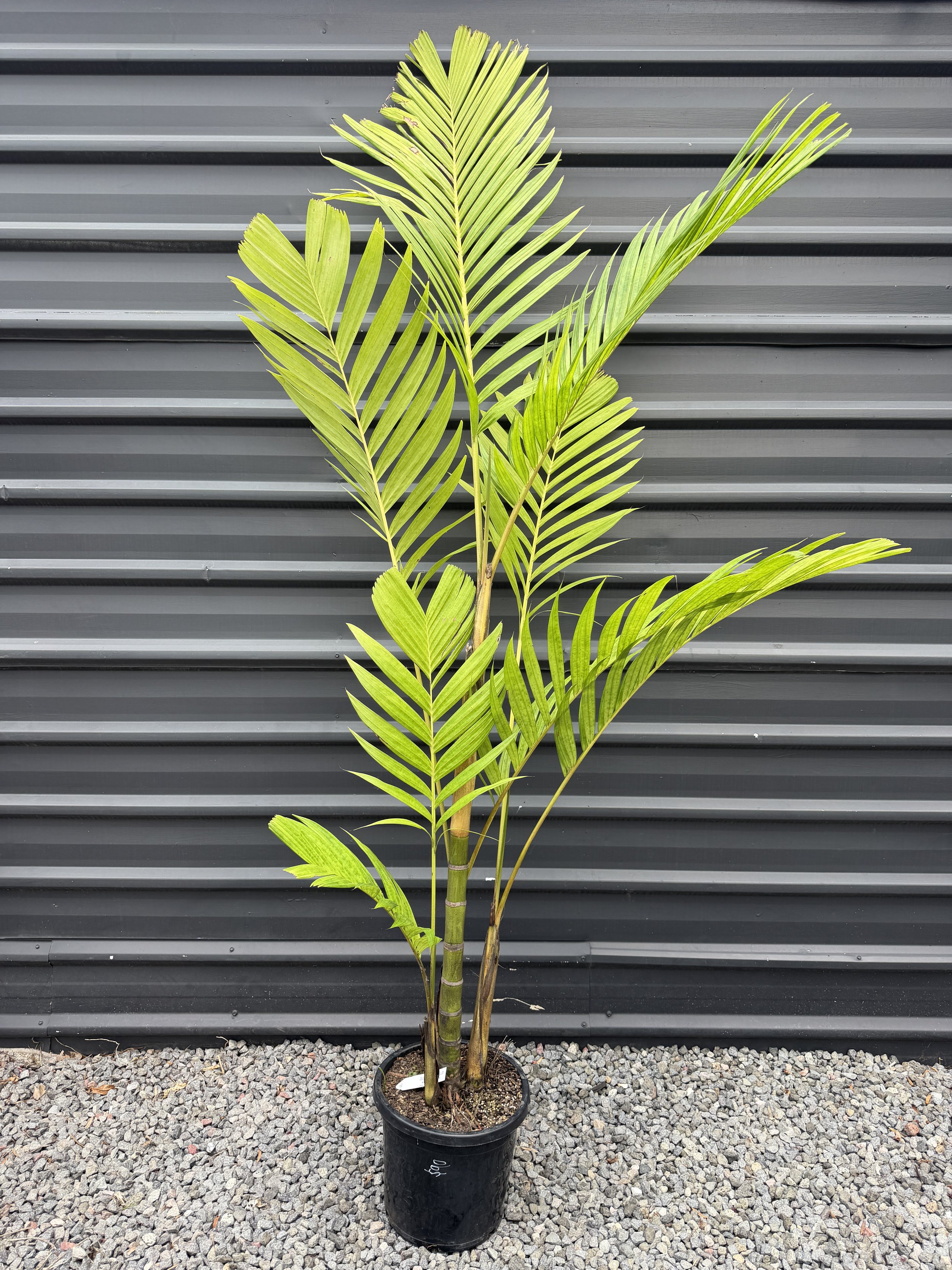 Pinanga coronata (Ivory Cane Palm) 300mm — The Plant Depot