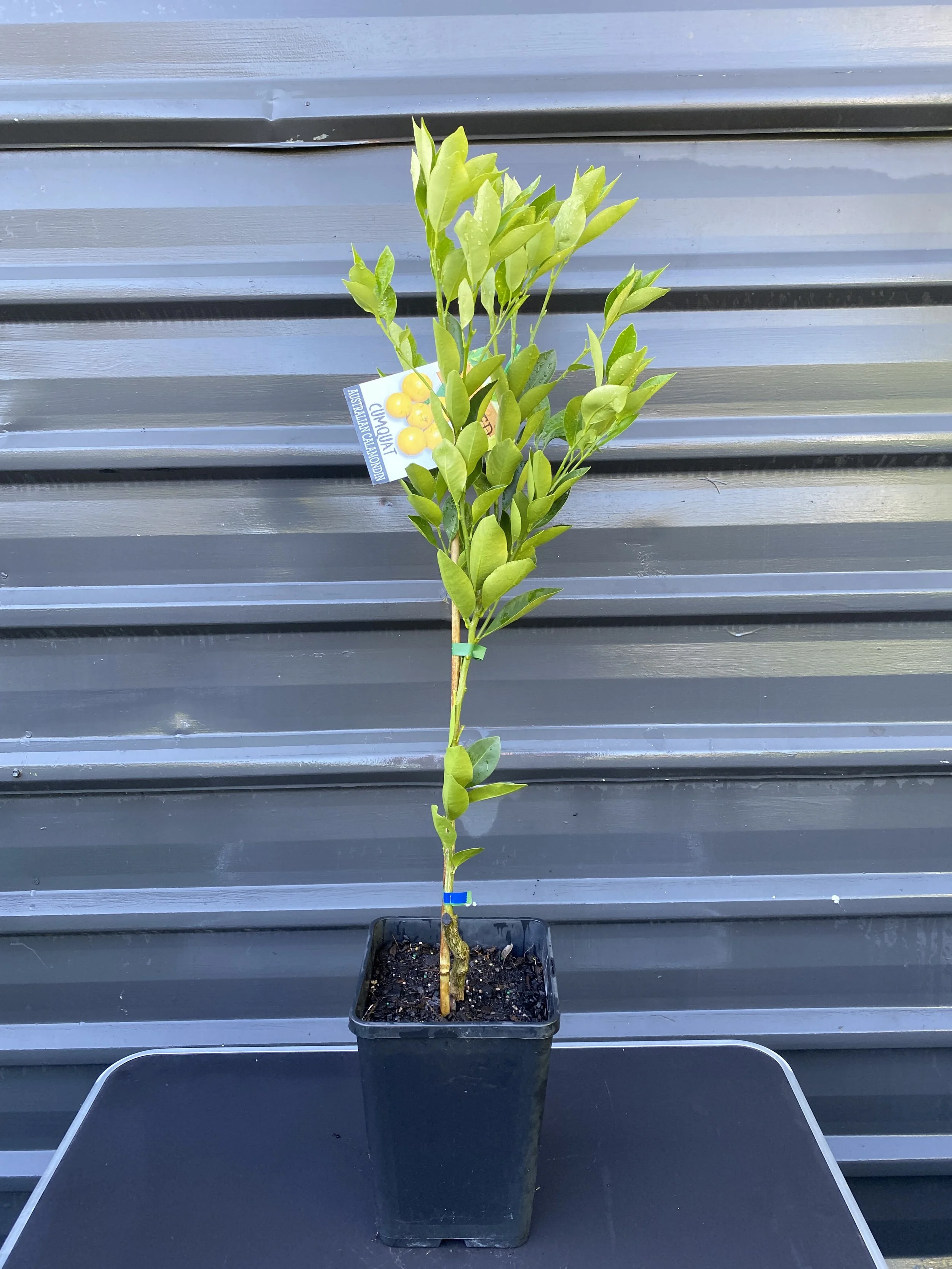 Cumquat – Australian Calamondin (Citrus × microcarpa) 10L