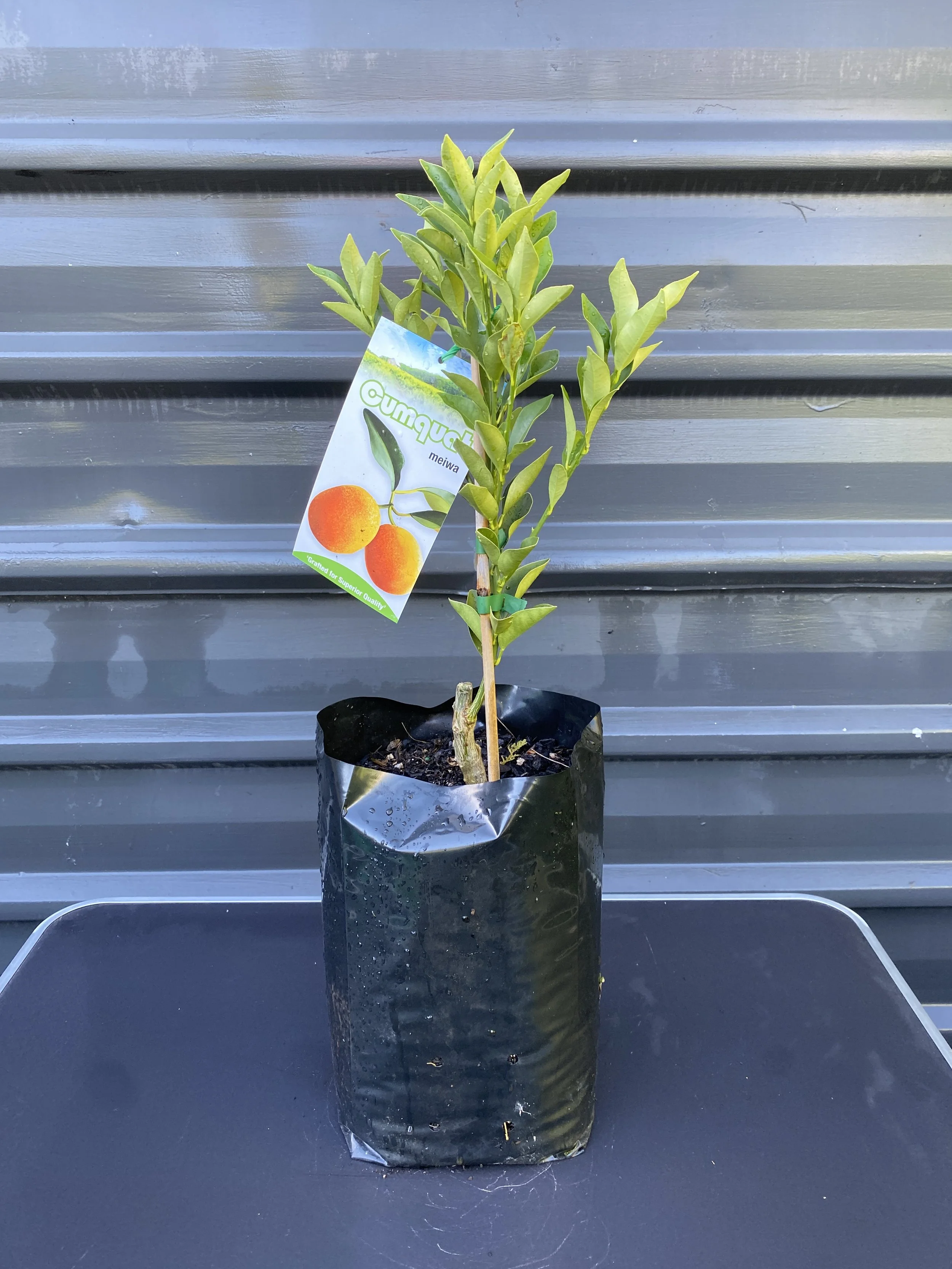 Cumquat – Meiwa (Citrus japonica) 10L