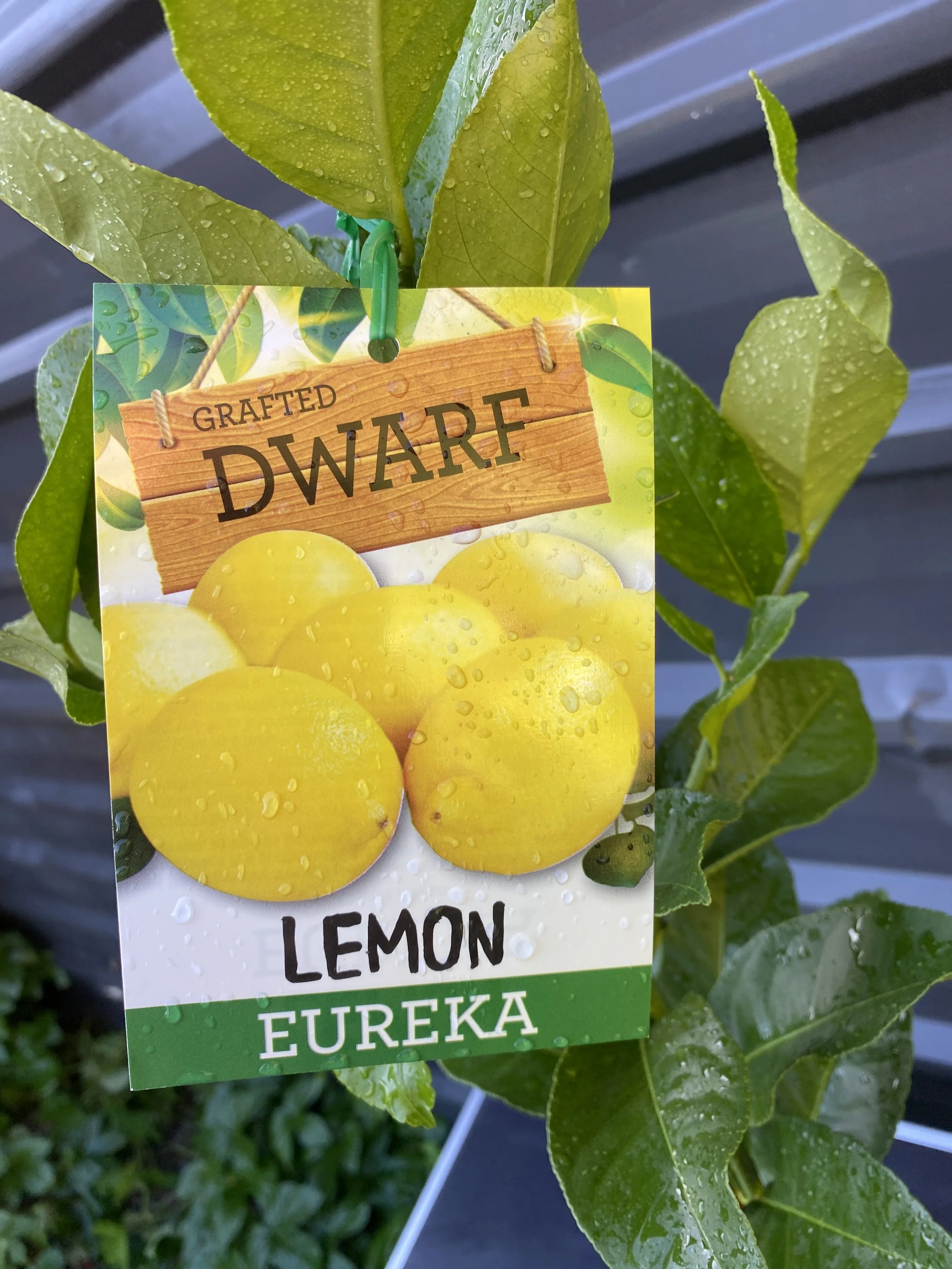 Lemon - Dwarf Eureka 10L (1).jpg
