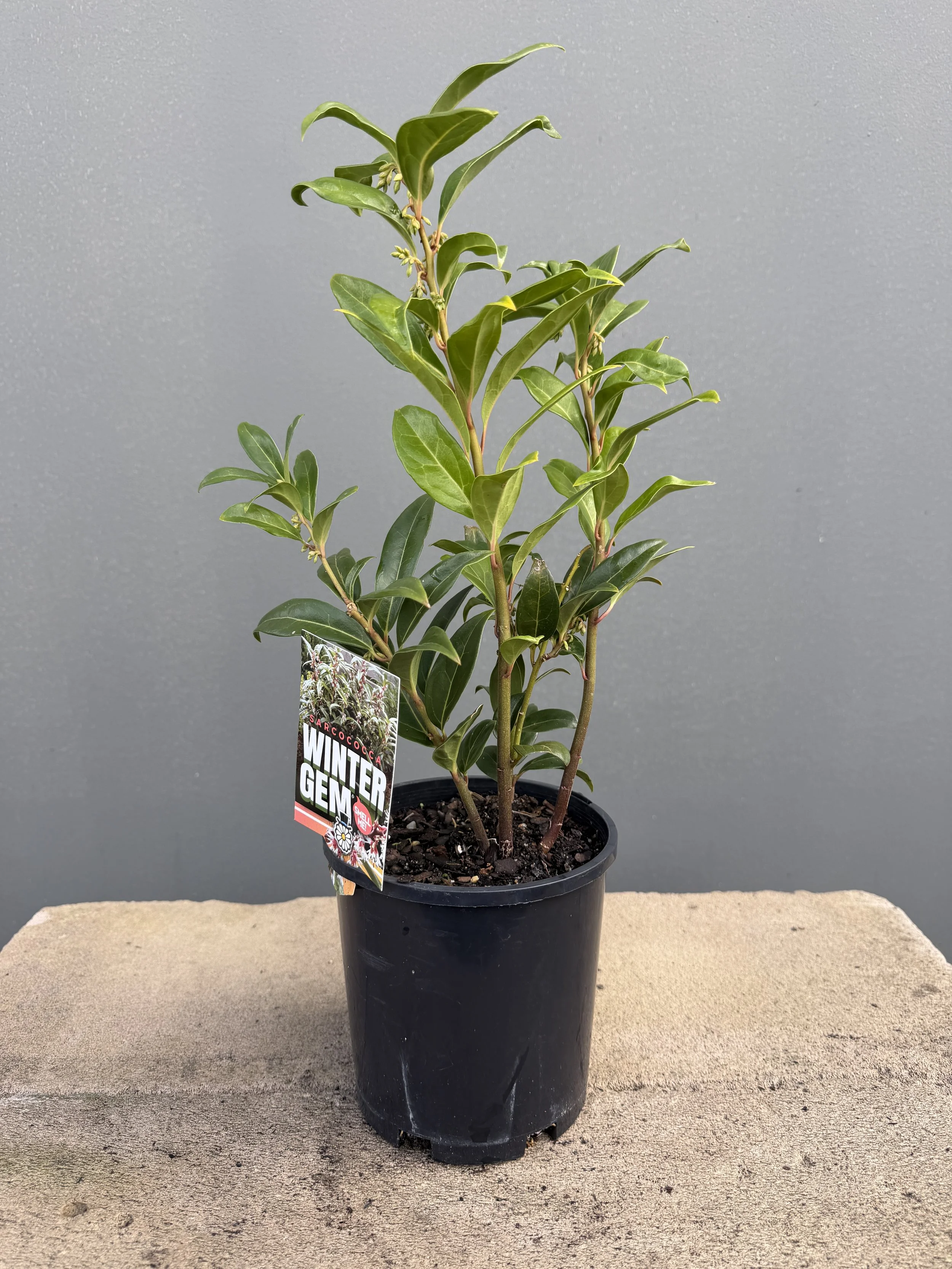 Sarcococca 'Winter Gem' 140mm.JPG