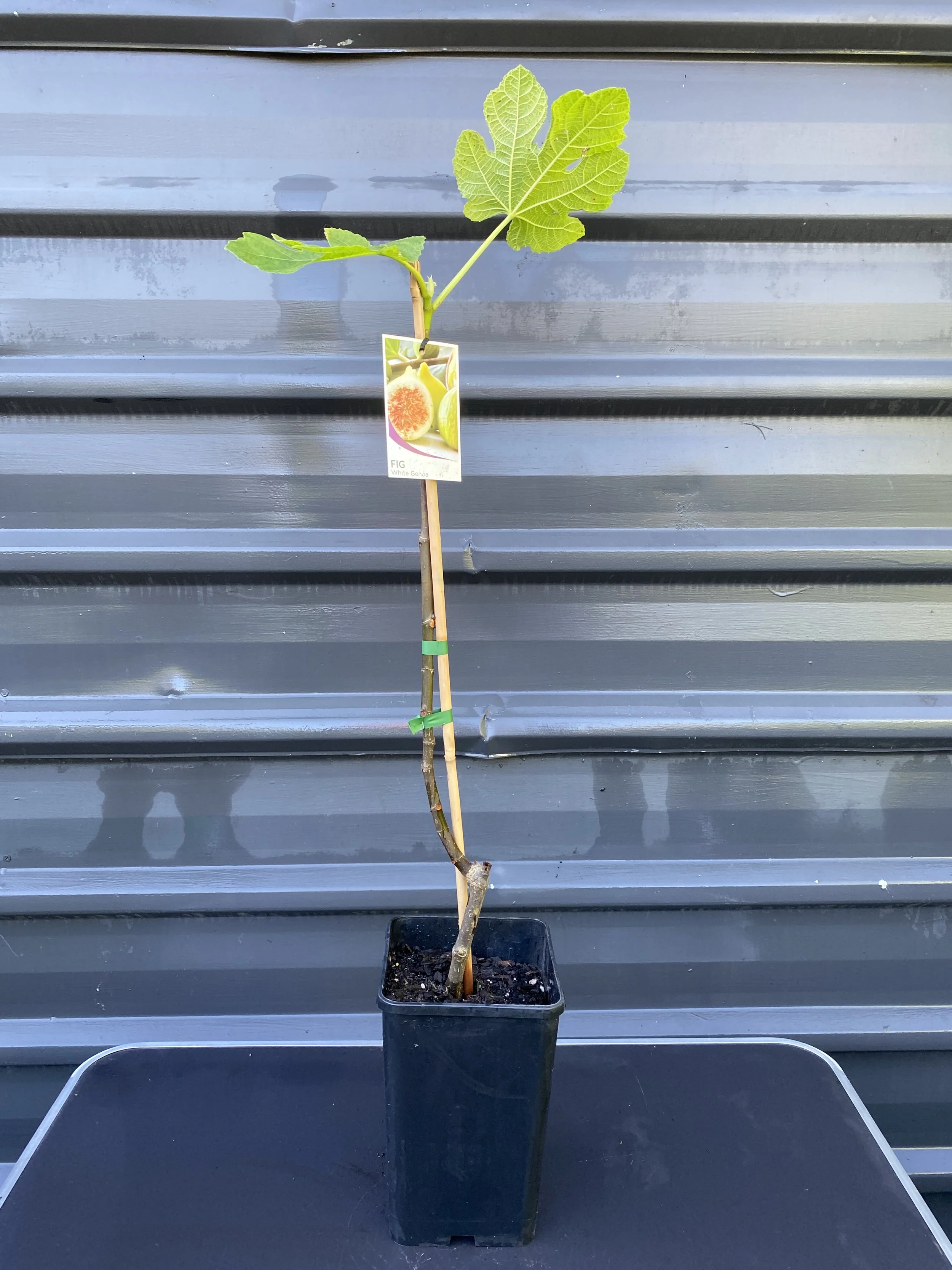 Fig - White Genoa (Ficus carica) 4L