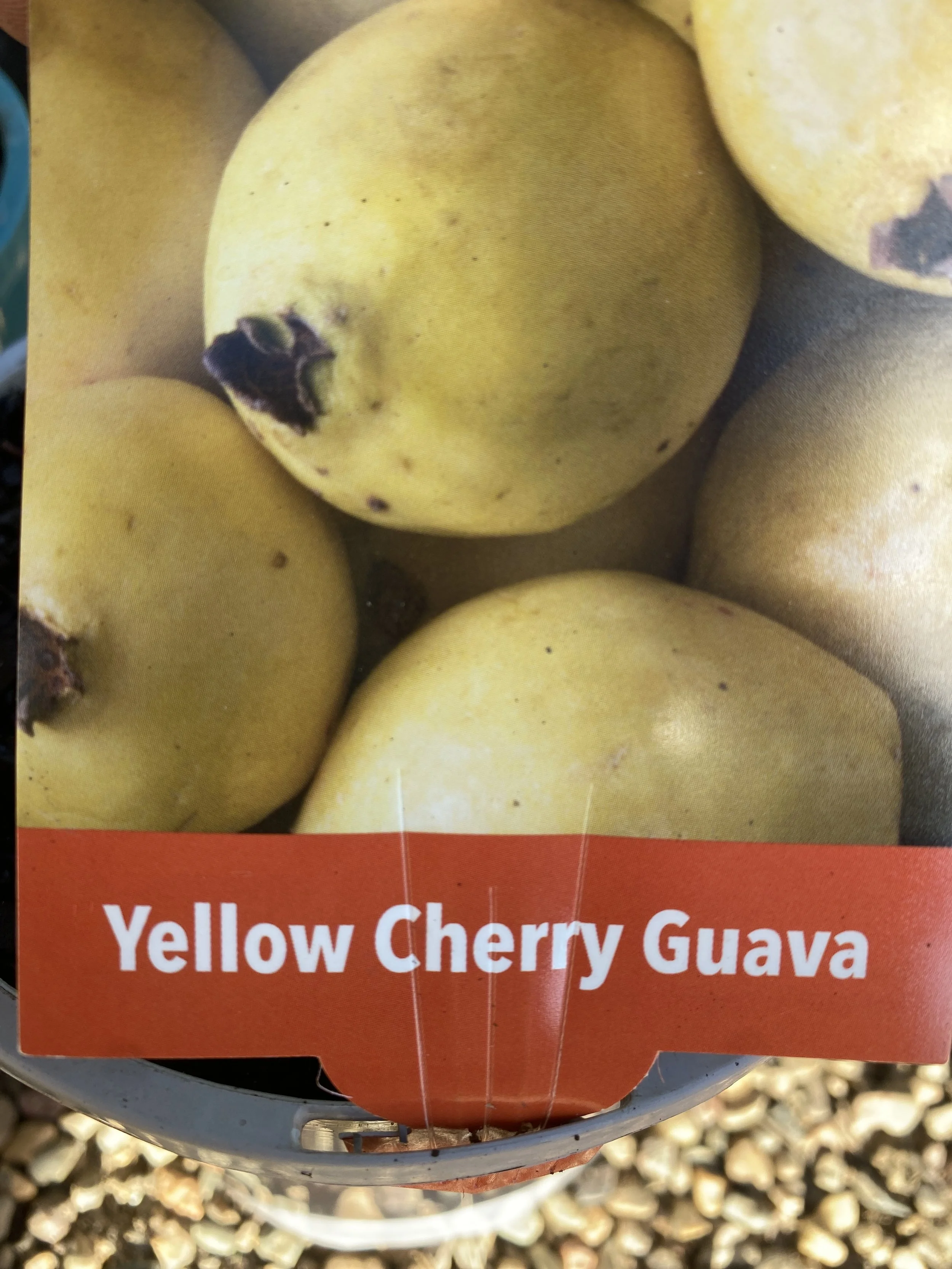 Guava - Yellow Cherry 140mm.jpg