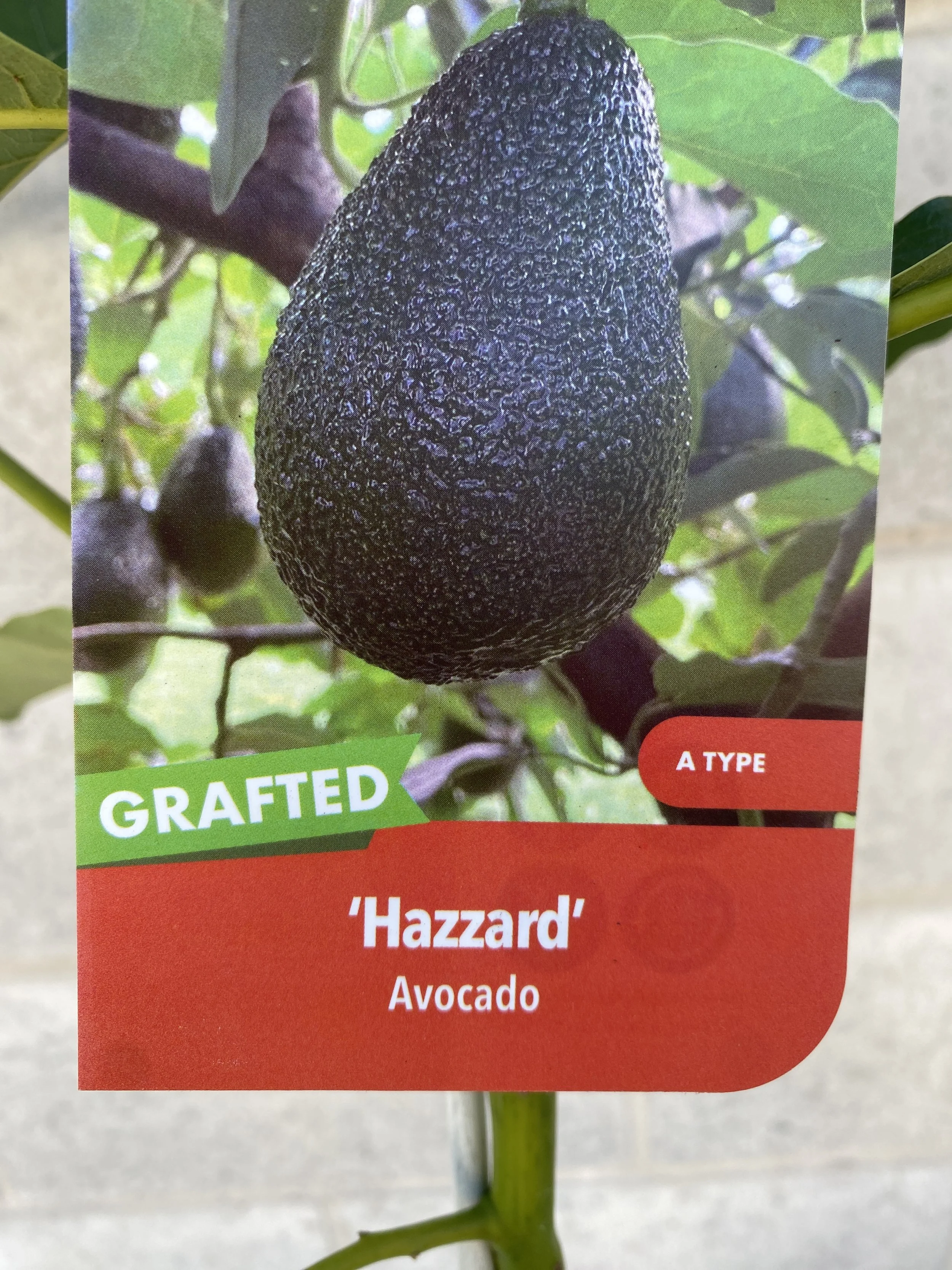 Avocado - Hazzard 5L.jpg