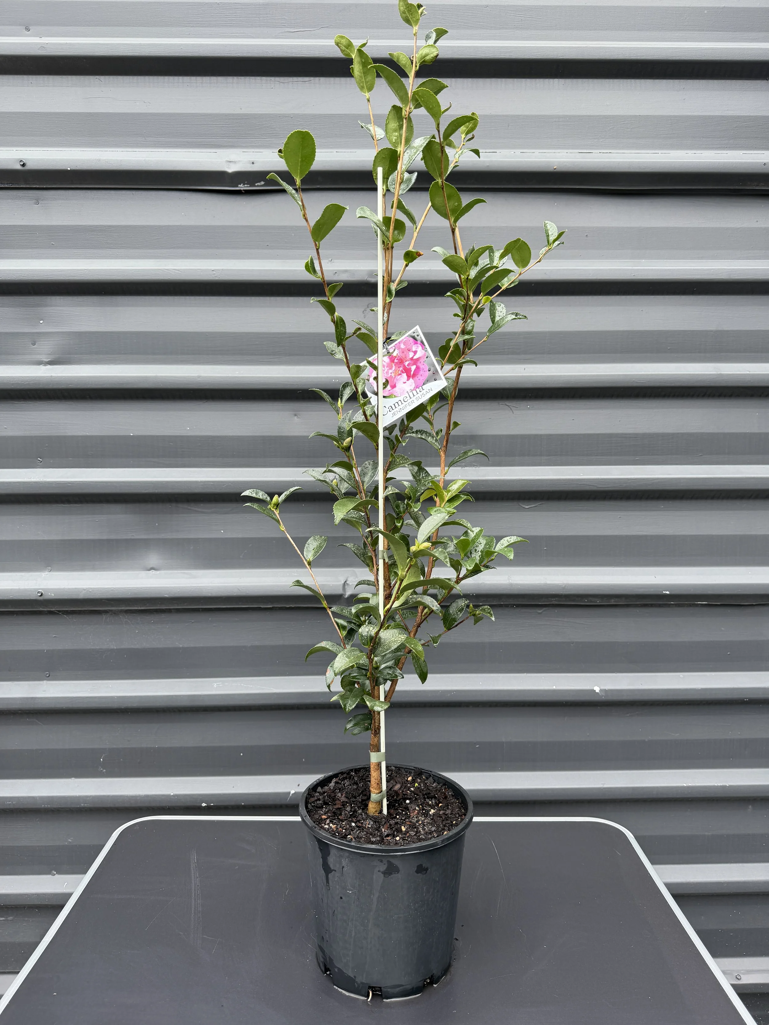 Camellia japonica ‘Jennifer Susan’ 200mm