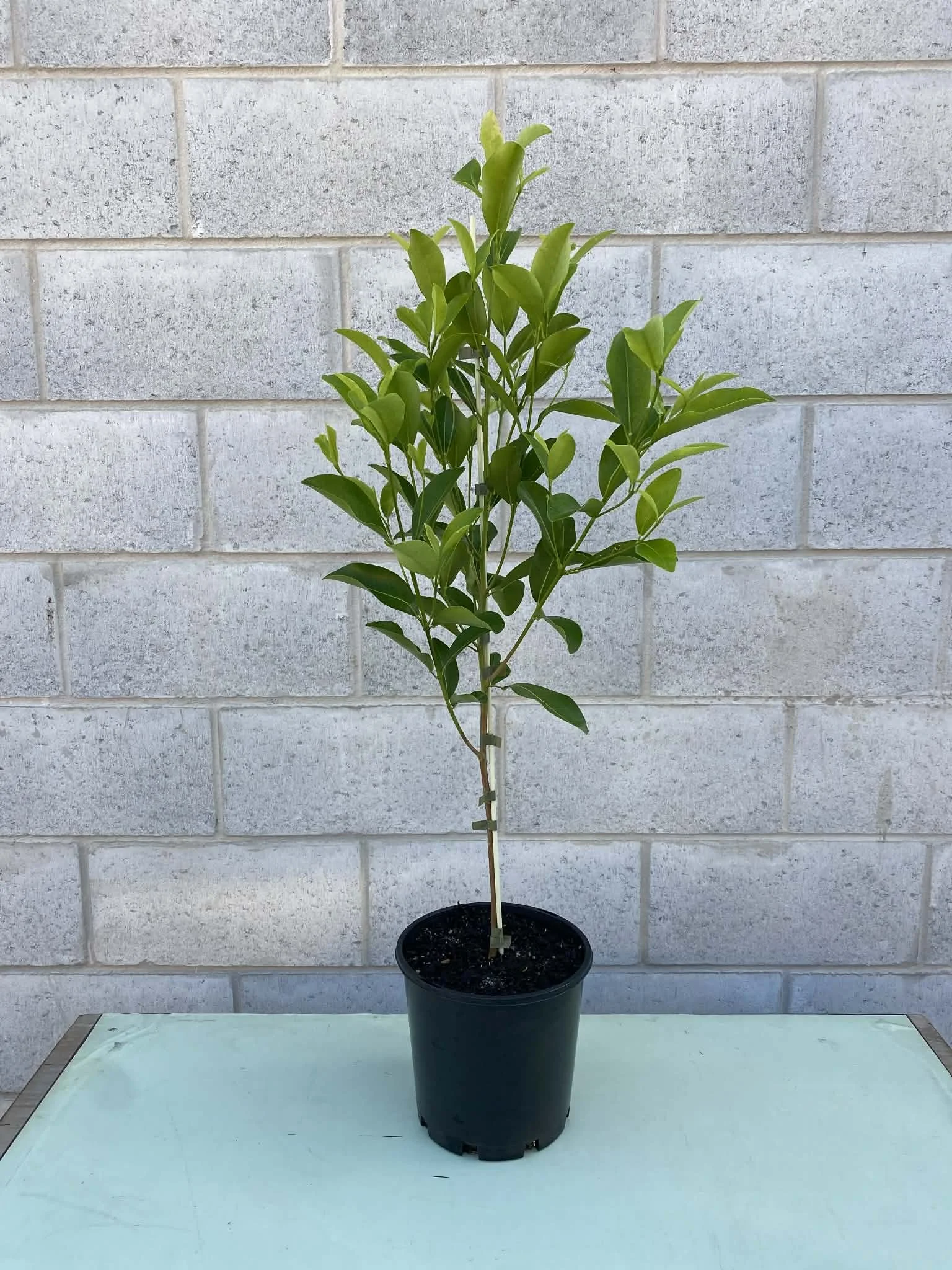 Fraser Island apple 200mm.jpg