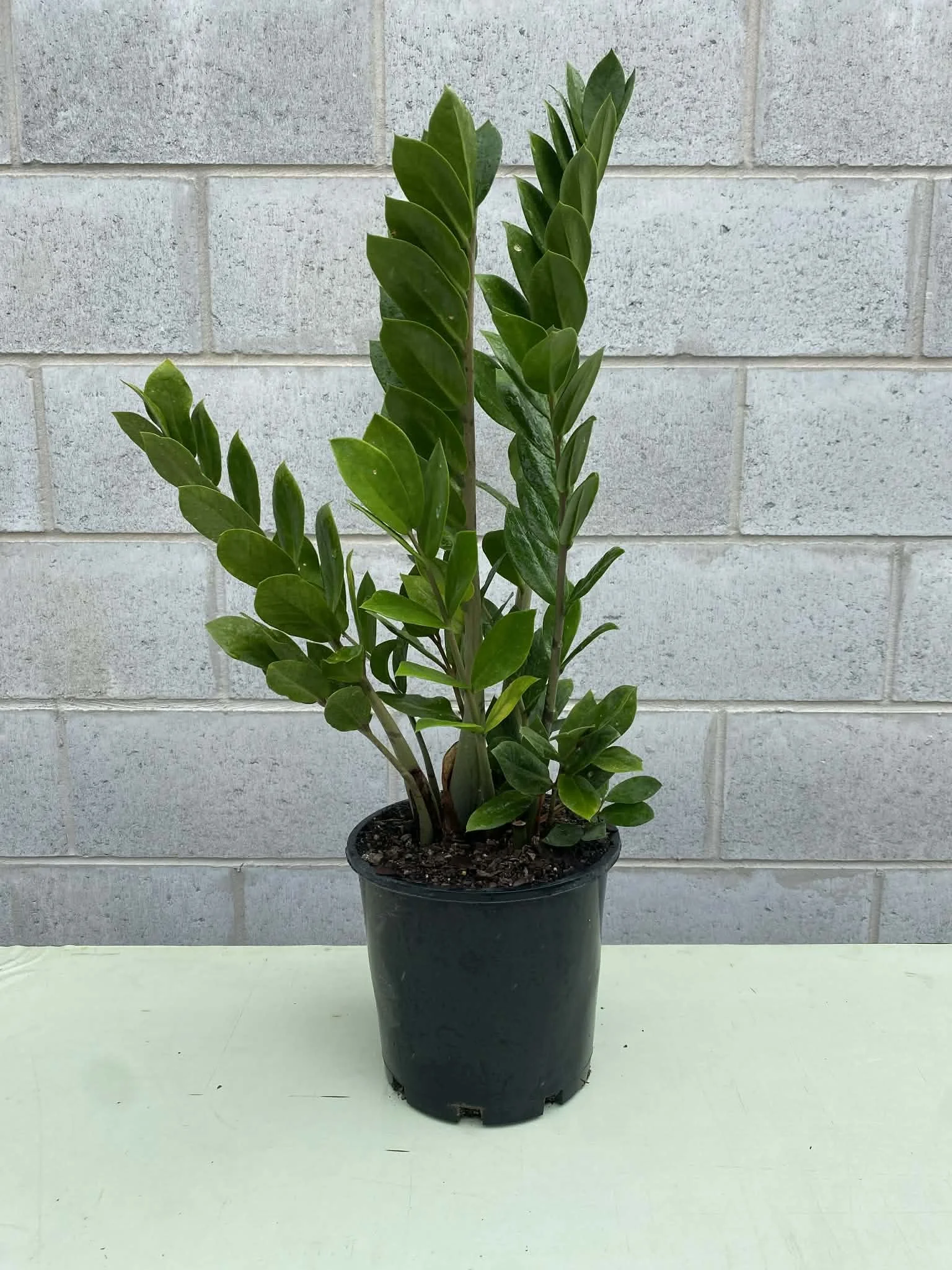 Zamioculcas zamifolia (Zanzibar Gem)