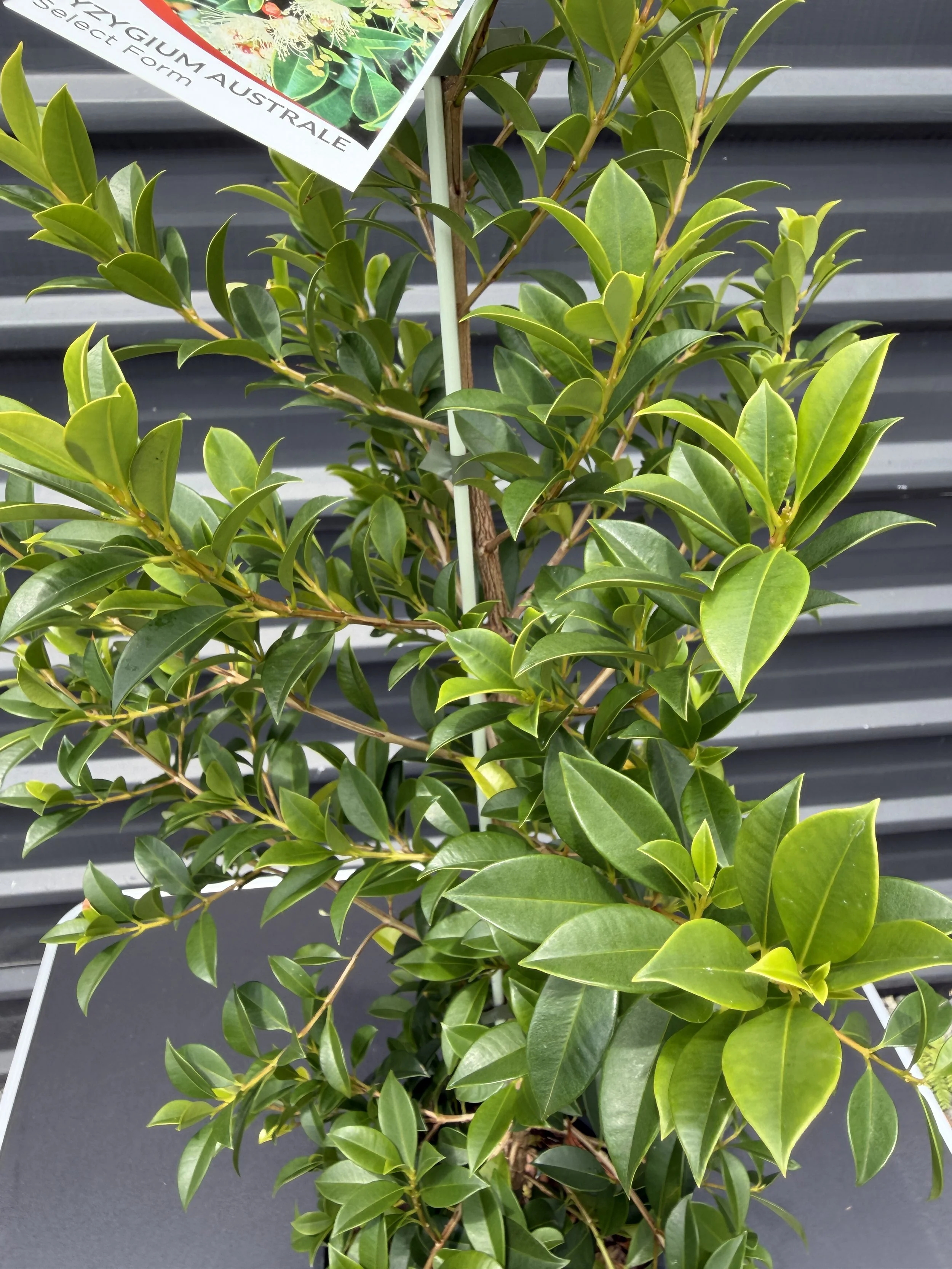 Lilly Pilly 'Select' 200mm (3).JPG