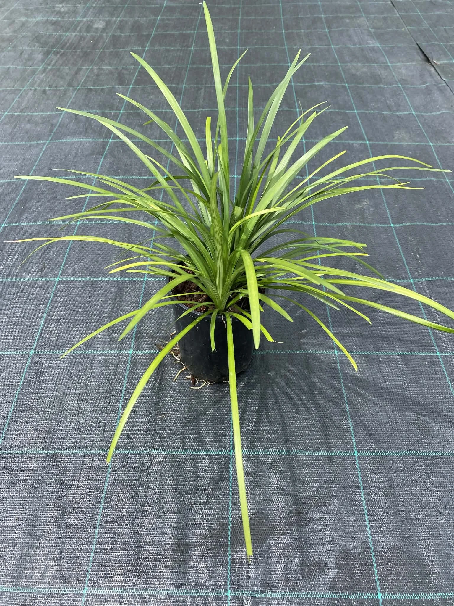 Liriope muscari ‘Evergreen Giant’ 140mm