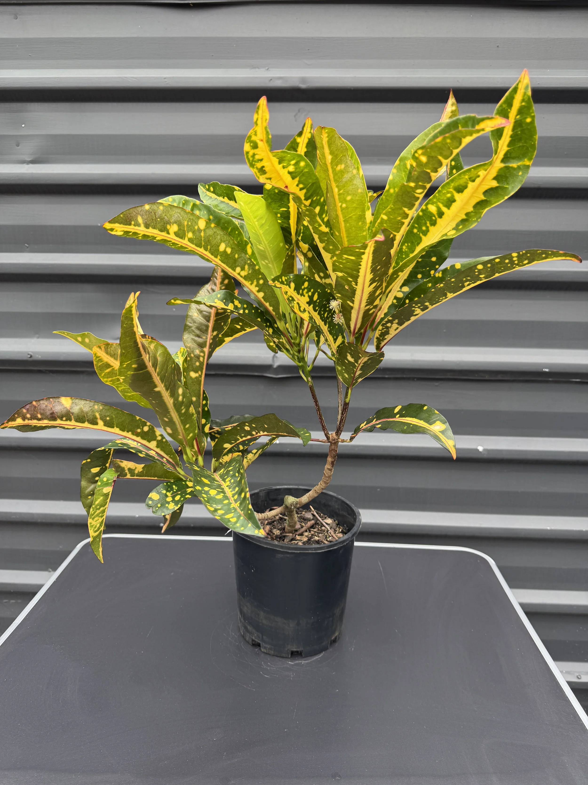 Codiaeum variegatum 'Gold Star' (Croton) 200mm — The Plant Depot