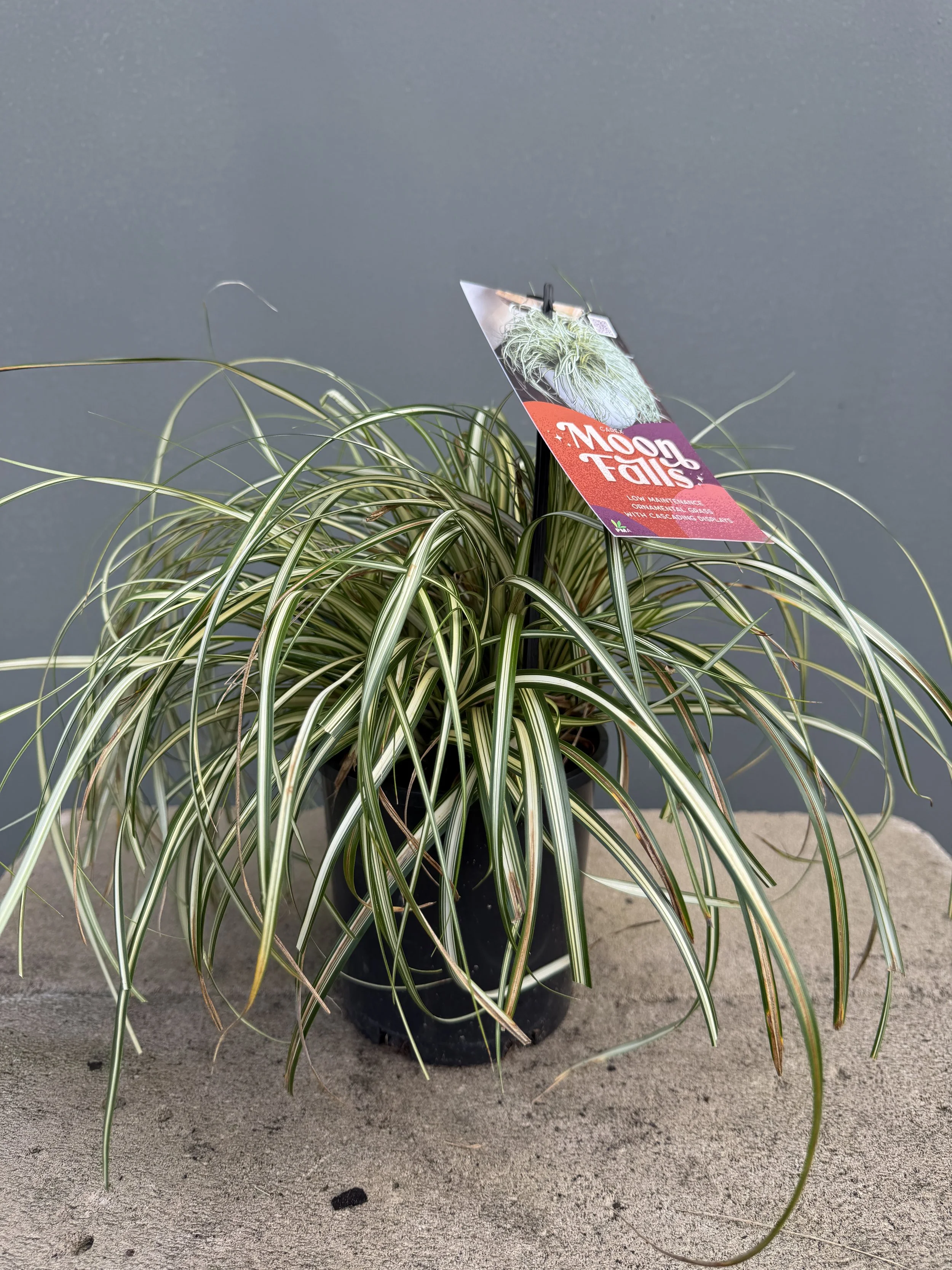 Carex 'Moon Falls' 140mm