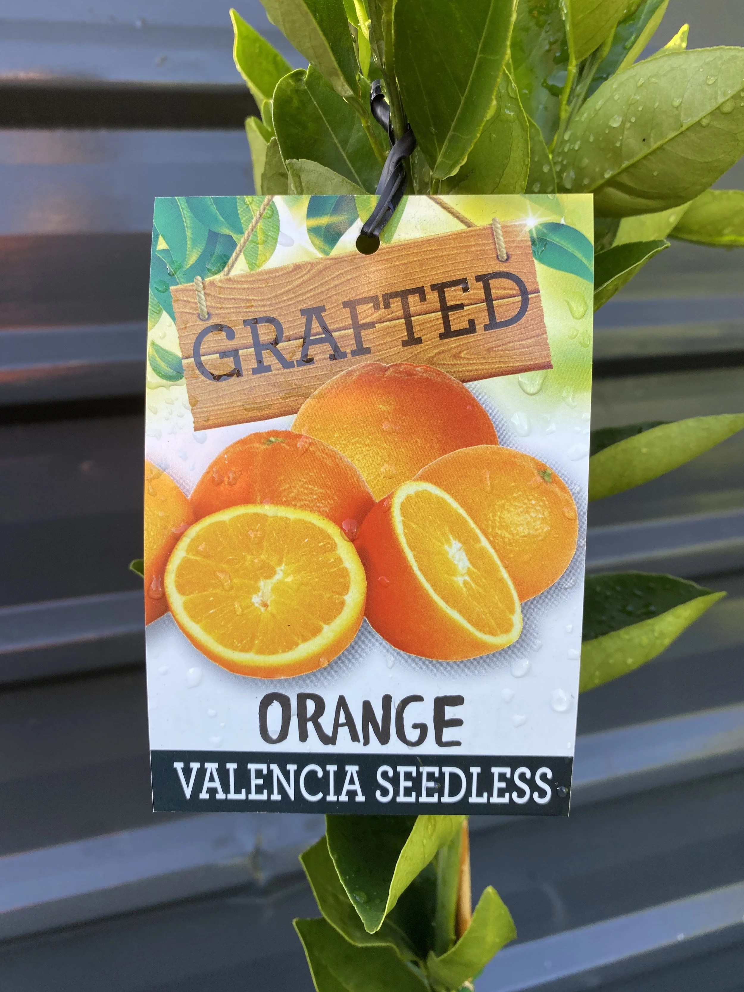 Orange - Valencia Seedless 10L (3).jpg