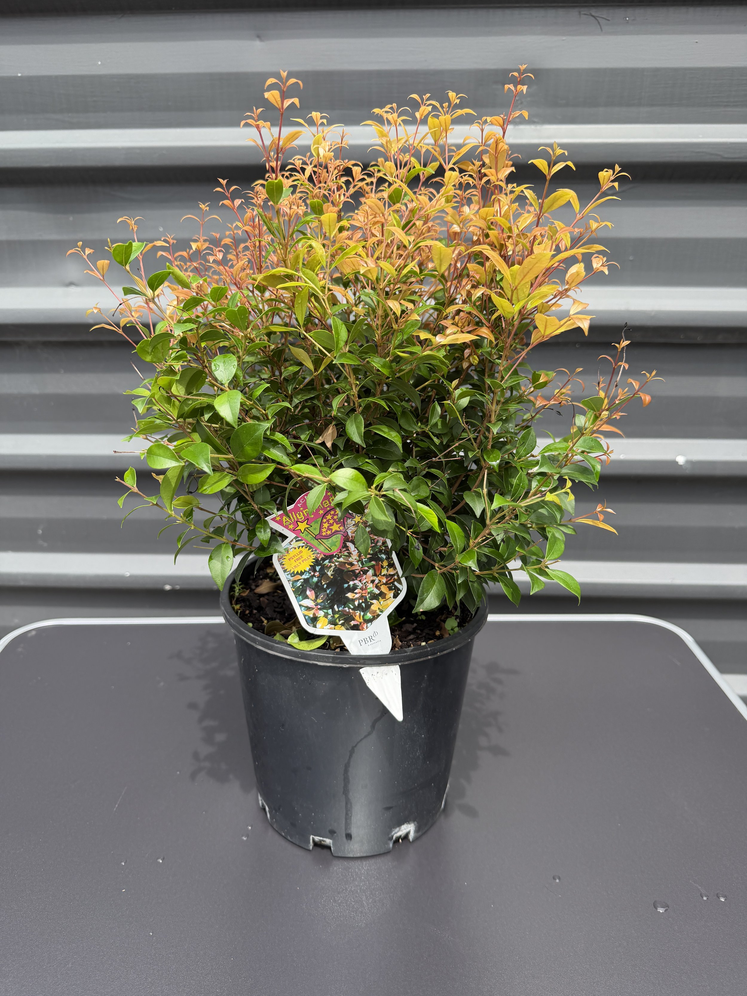 Syzygium 'Allyn Magic' (Lilly Pilly) 200mm