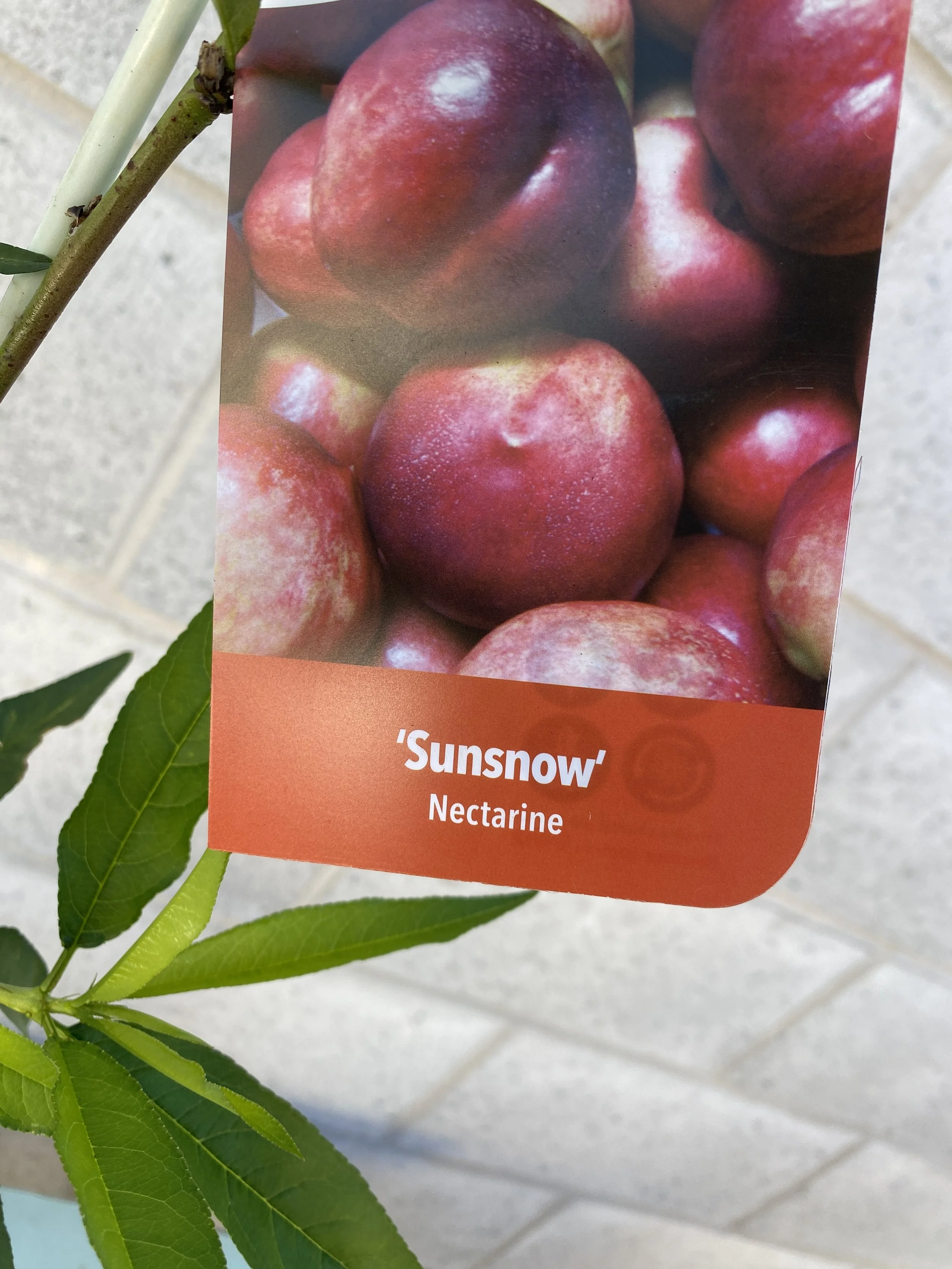 Nectarine - Sunsnow 165mm.jpg
