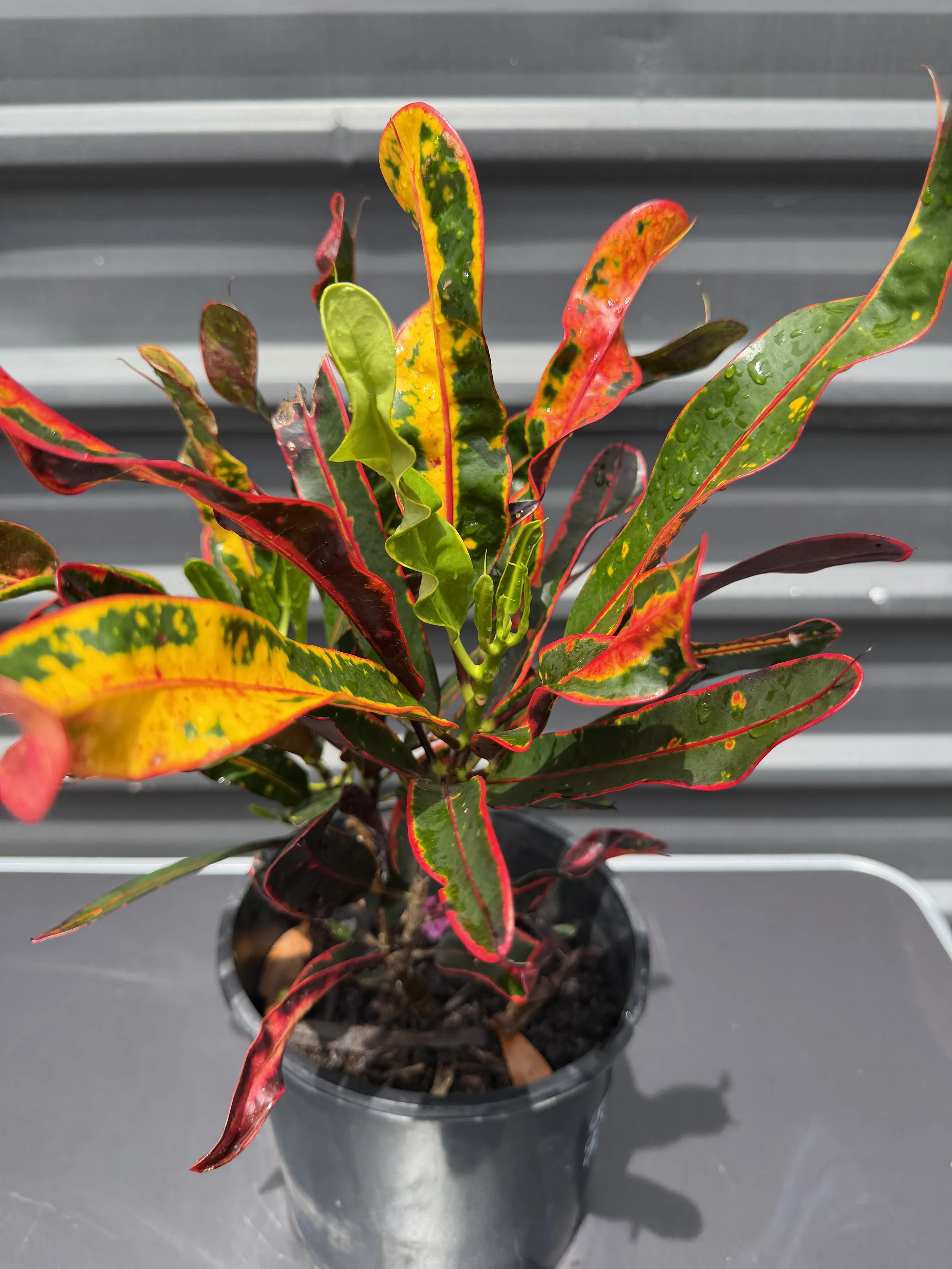 Croton 'Mammy' 200mm (1).JPG