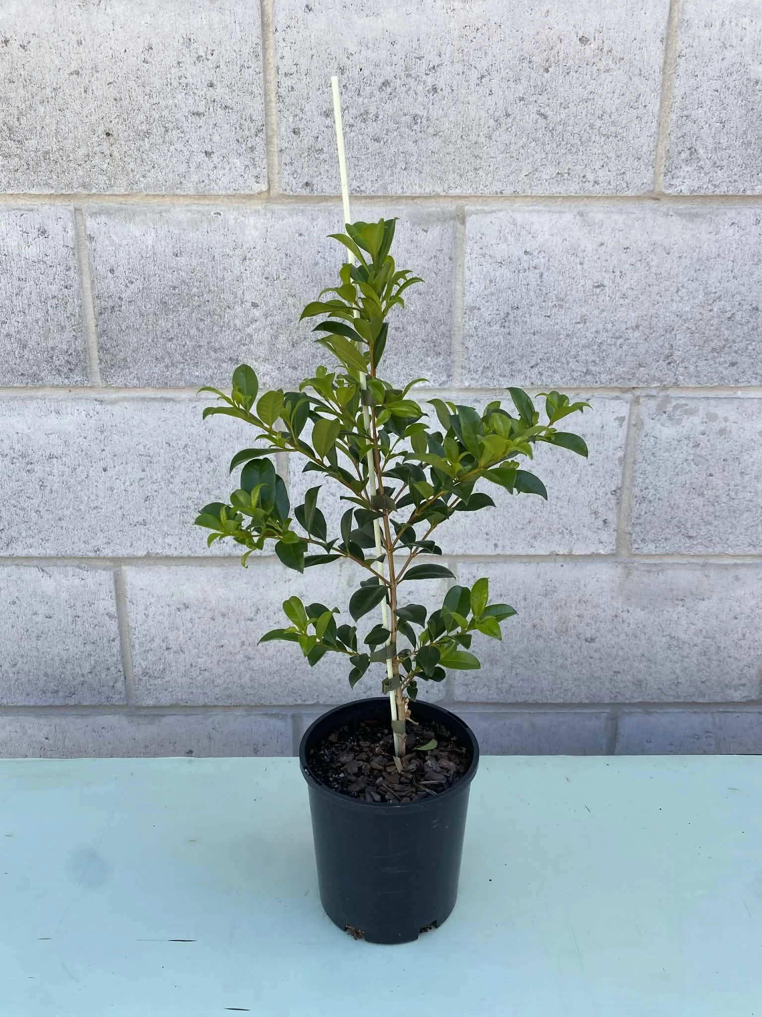 Syzygium 'Resilience' (Lilly Pilly)