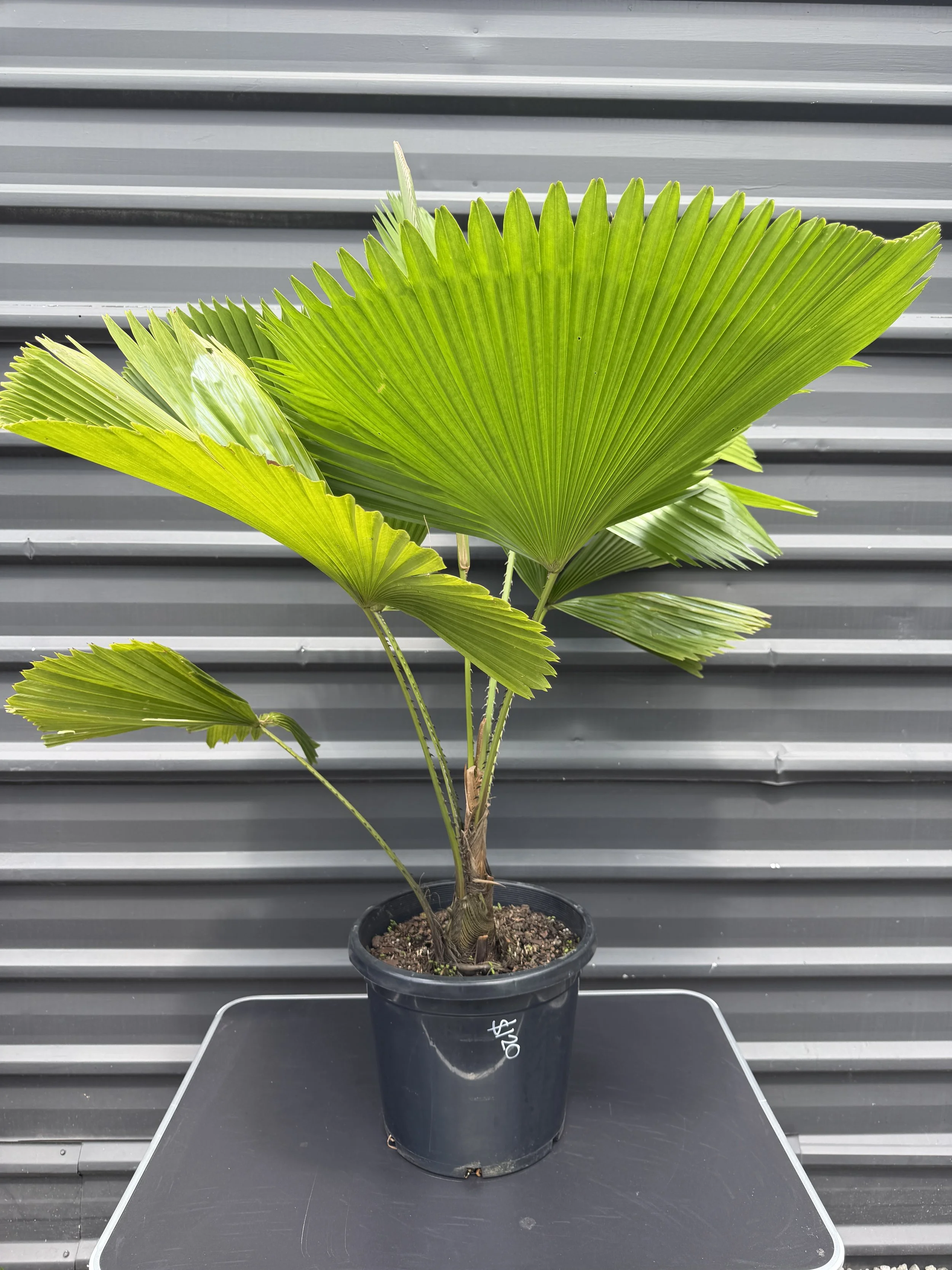 Licuala Elegans 300mm.JPG