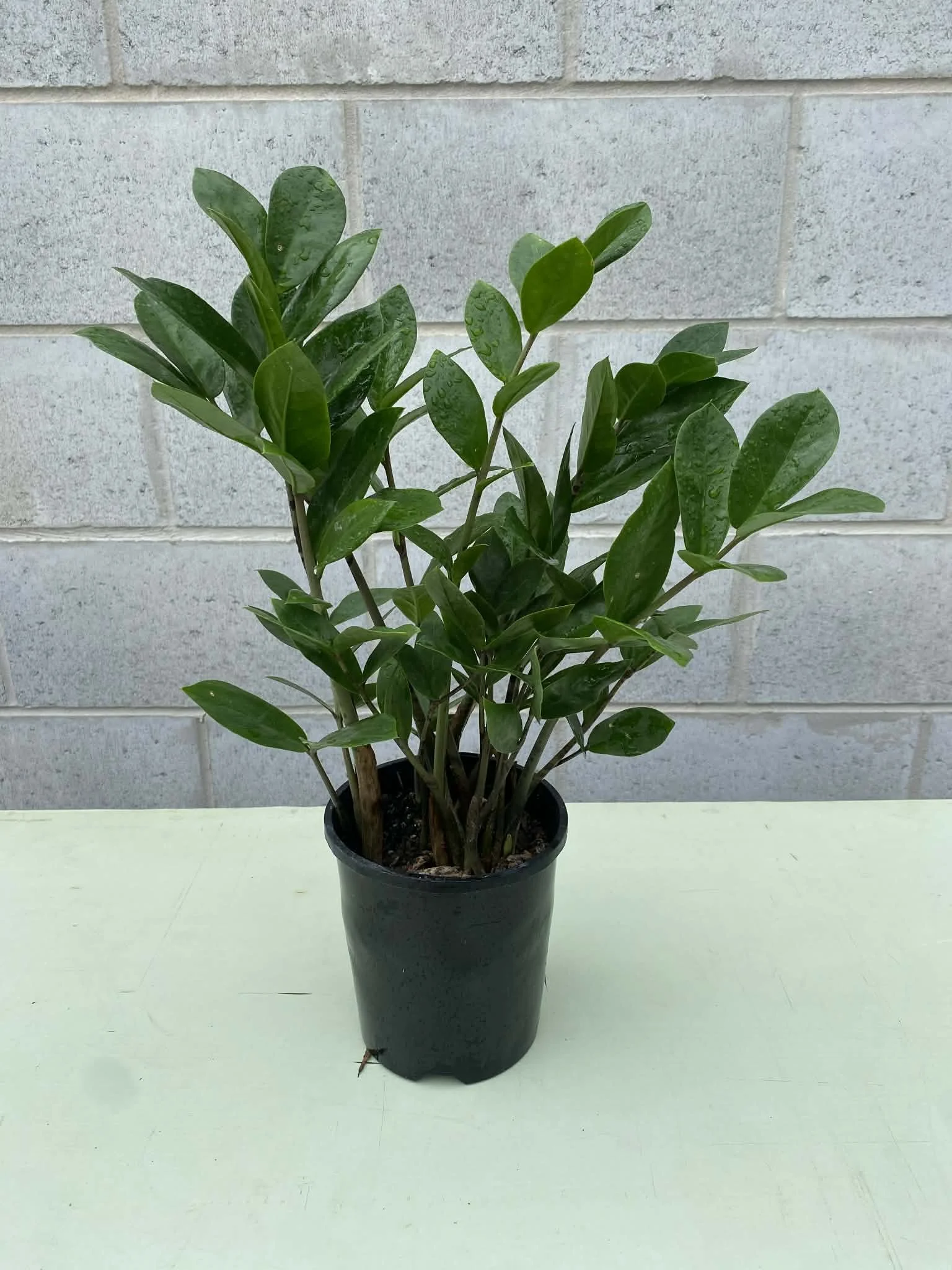 Zamioculcas zamifolia zz plant.jpg