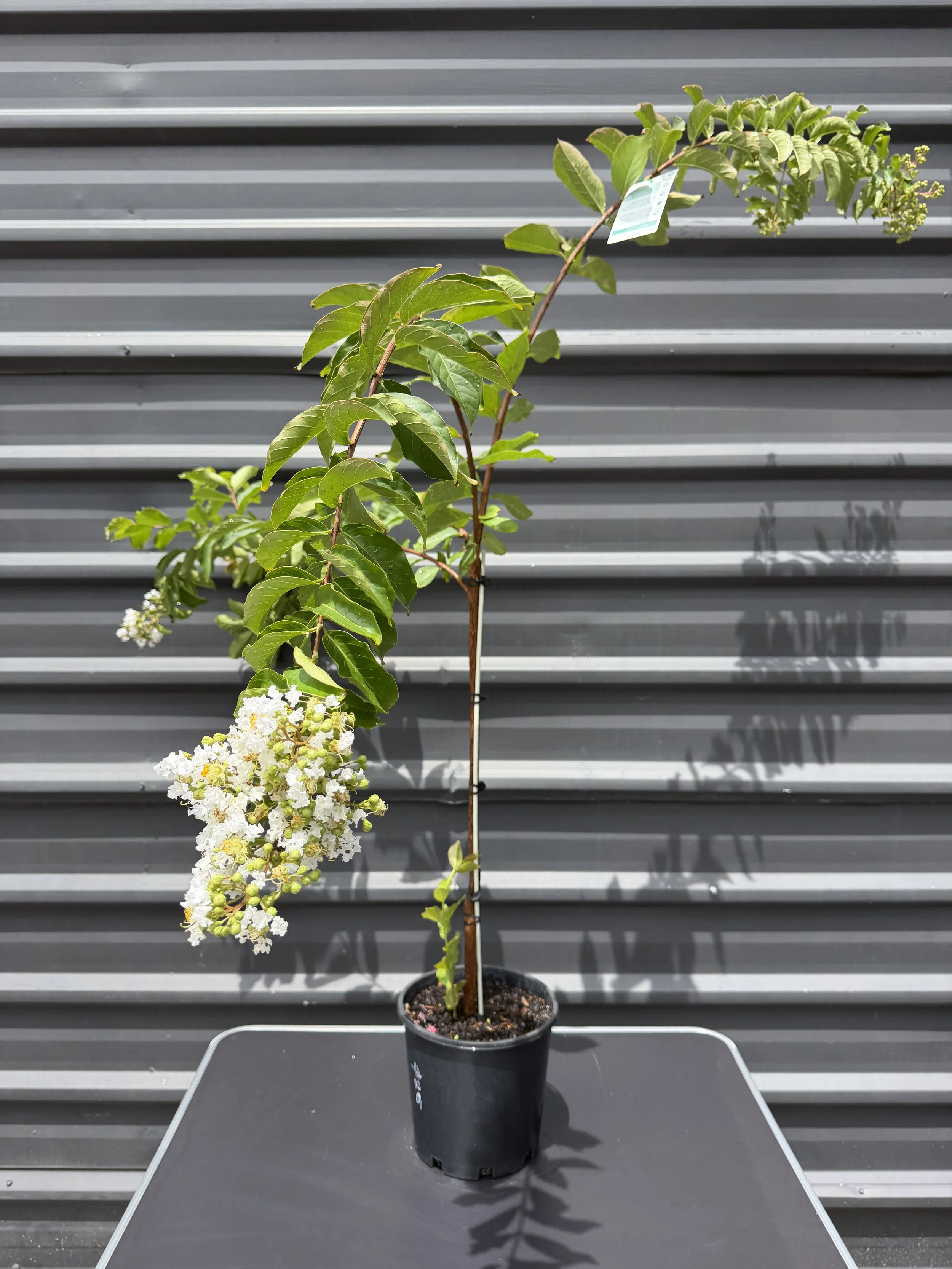 Lagerstroemia 'Natchez' (Crepe Myrtle) 200mm
