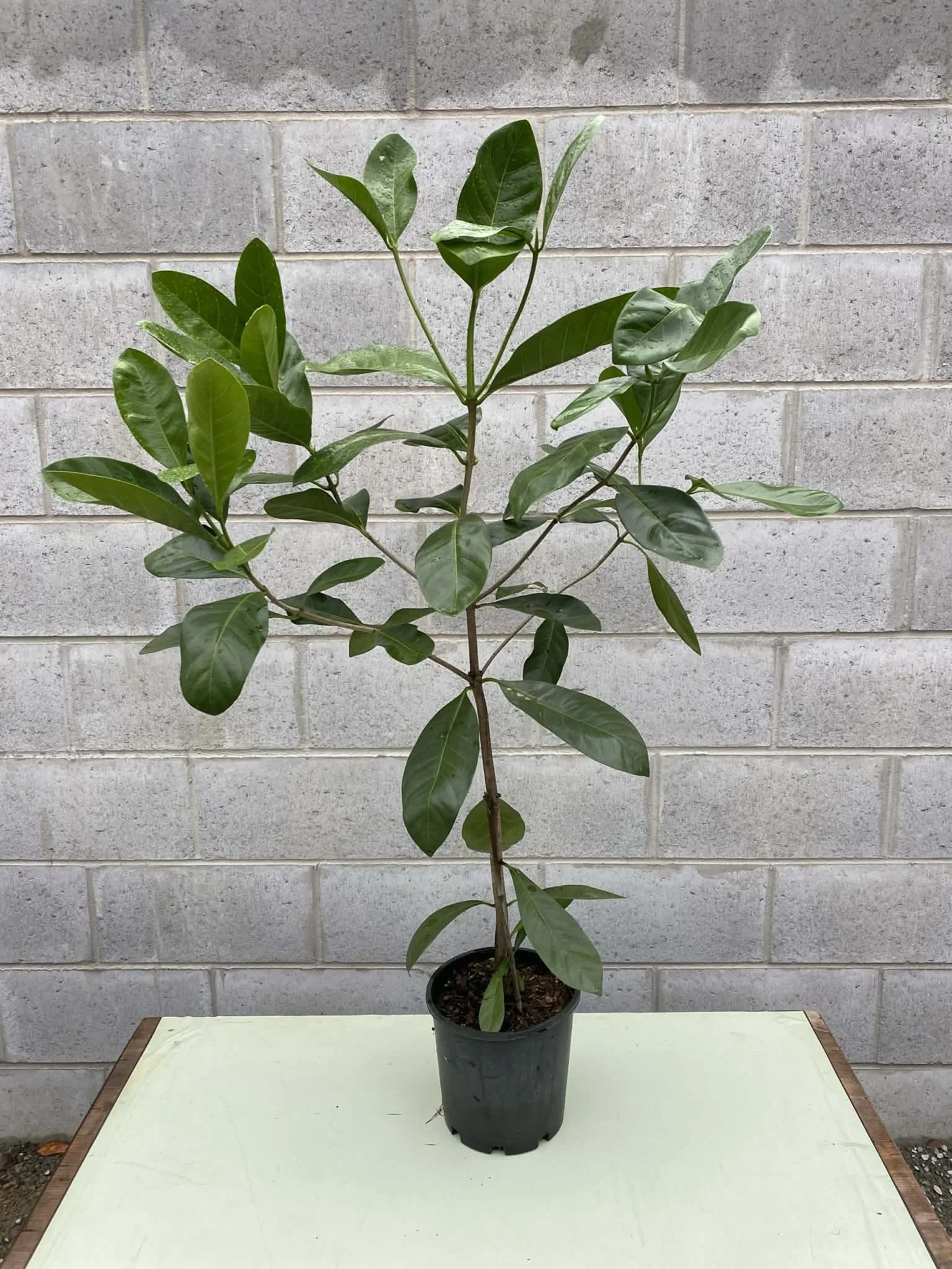 Randia fitzalanii (Native Gardenia) 200mm