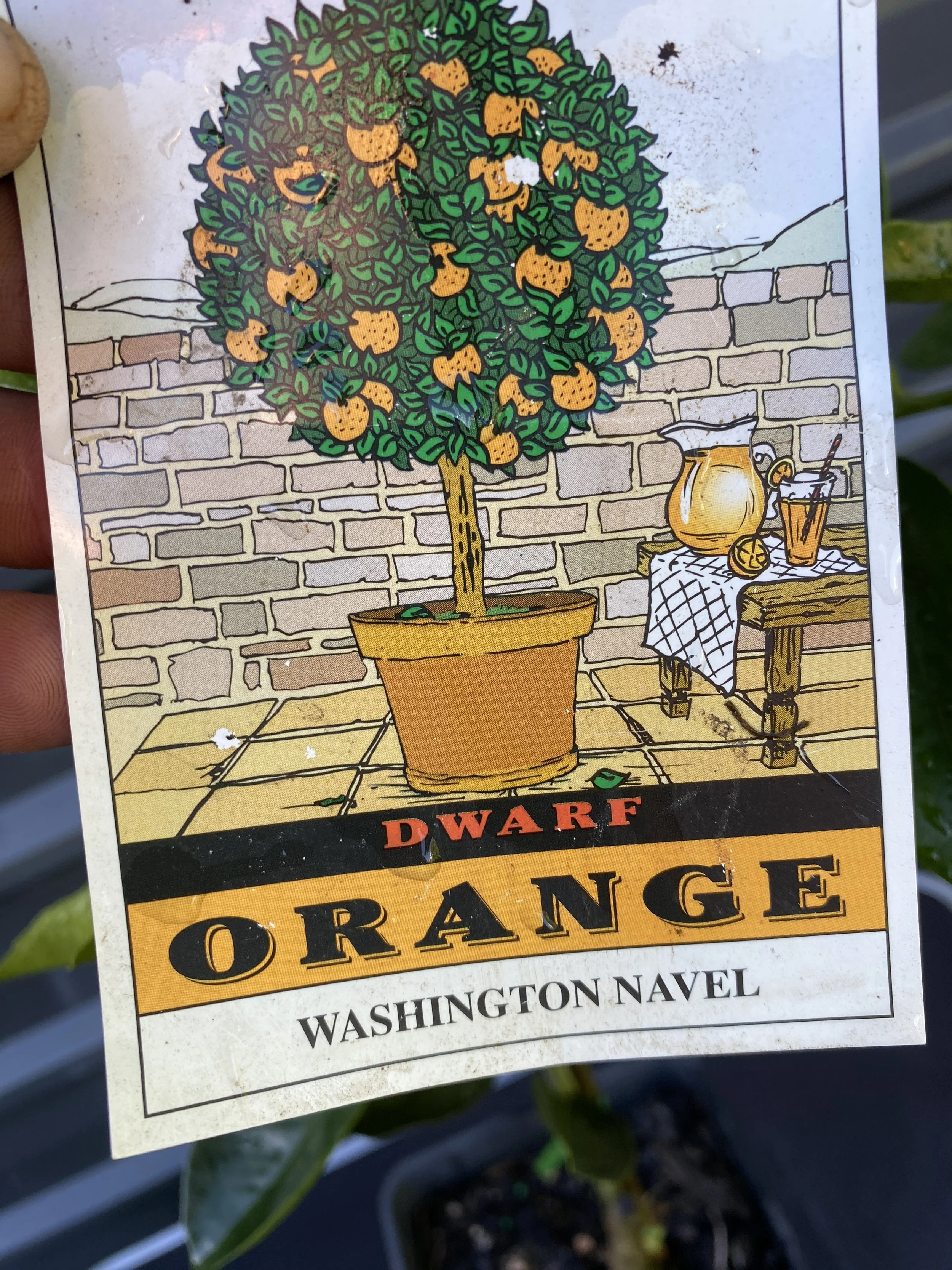 Orange - Washington Navel 10L (1).jpg
