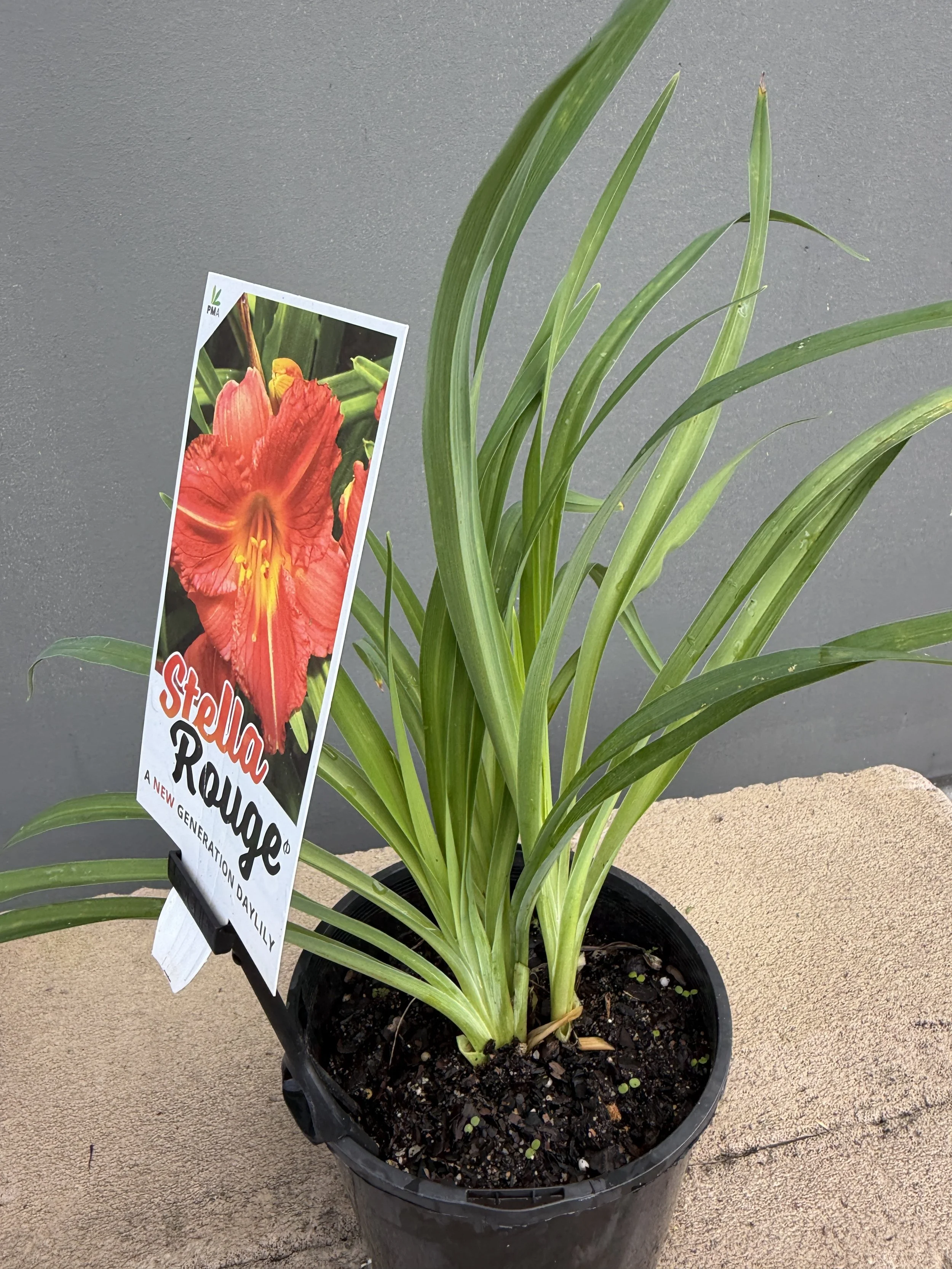 Stella Rouge Daylily 140mm.JPG