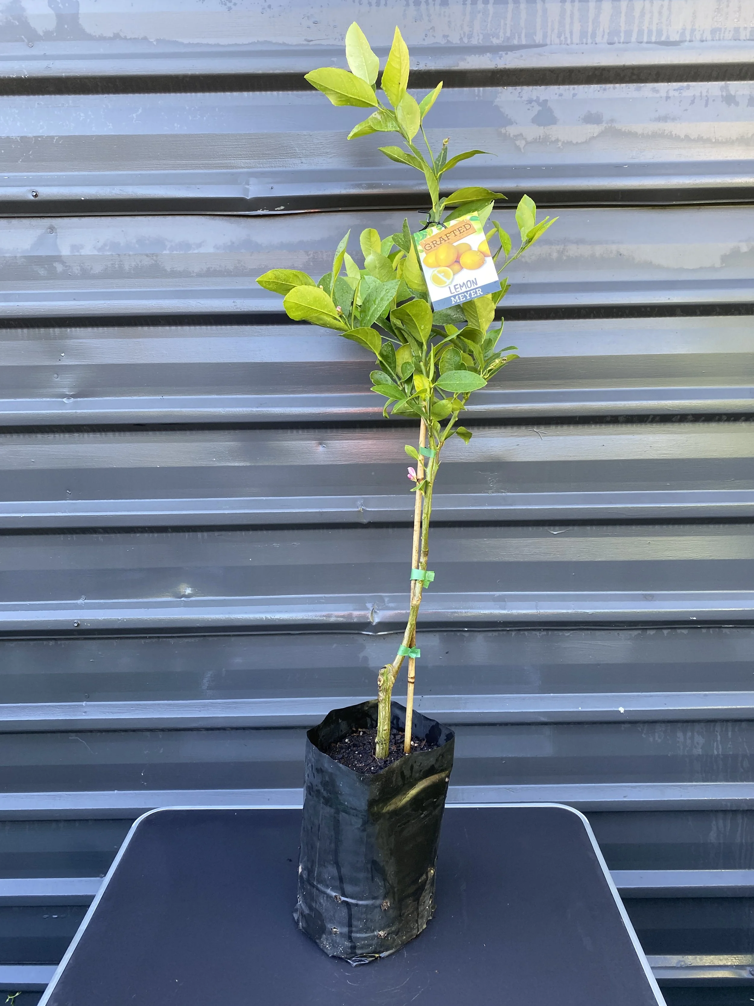 Lemon - Meyer 10L (1).jpg