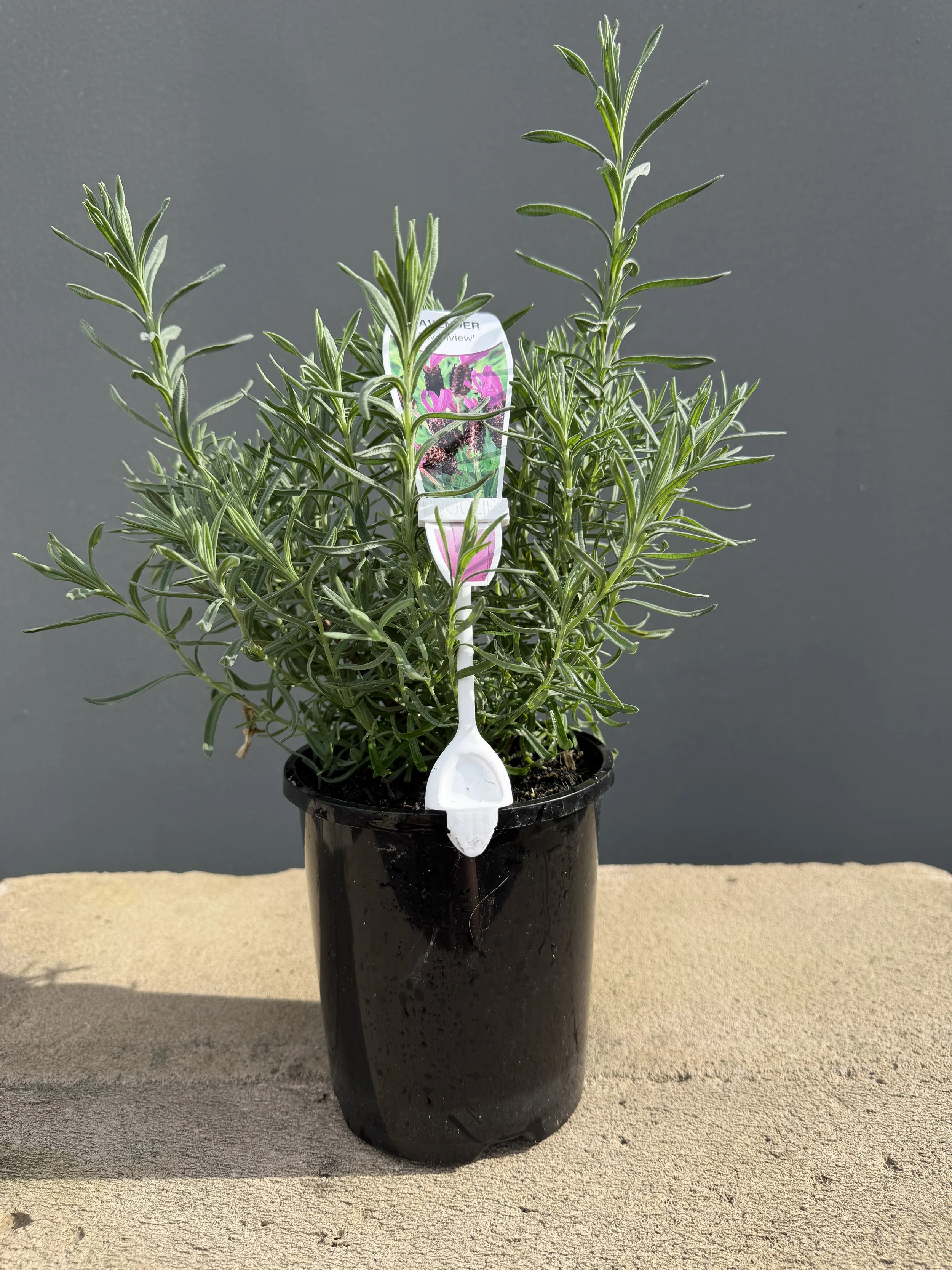 Lavender 'Avonview' 140mm
