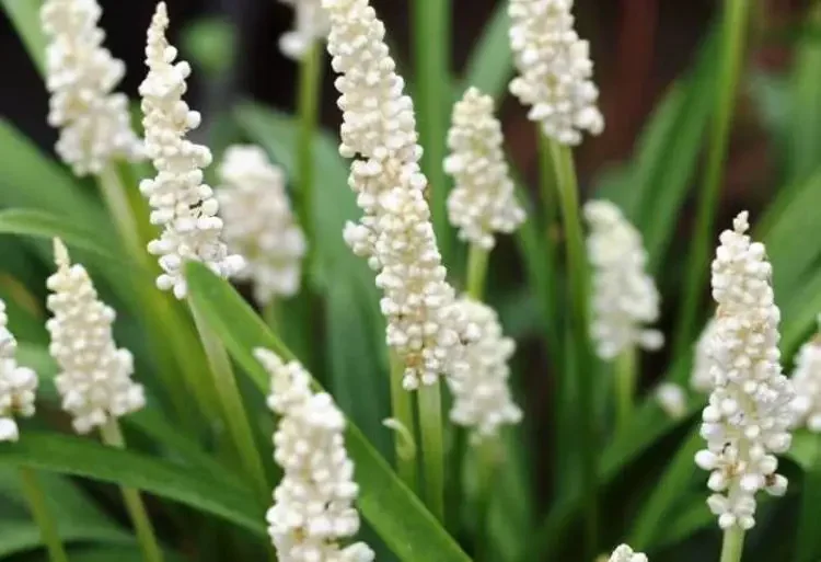 Liriope muscari 'Monroe White' 140mm