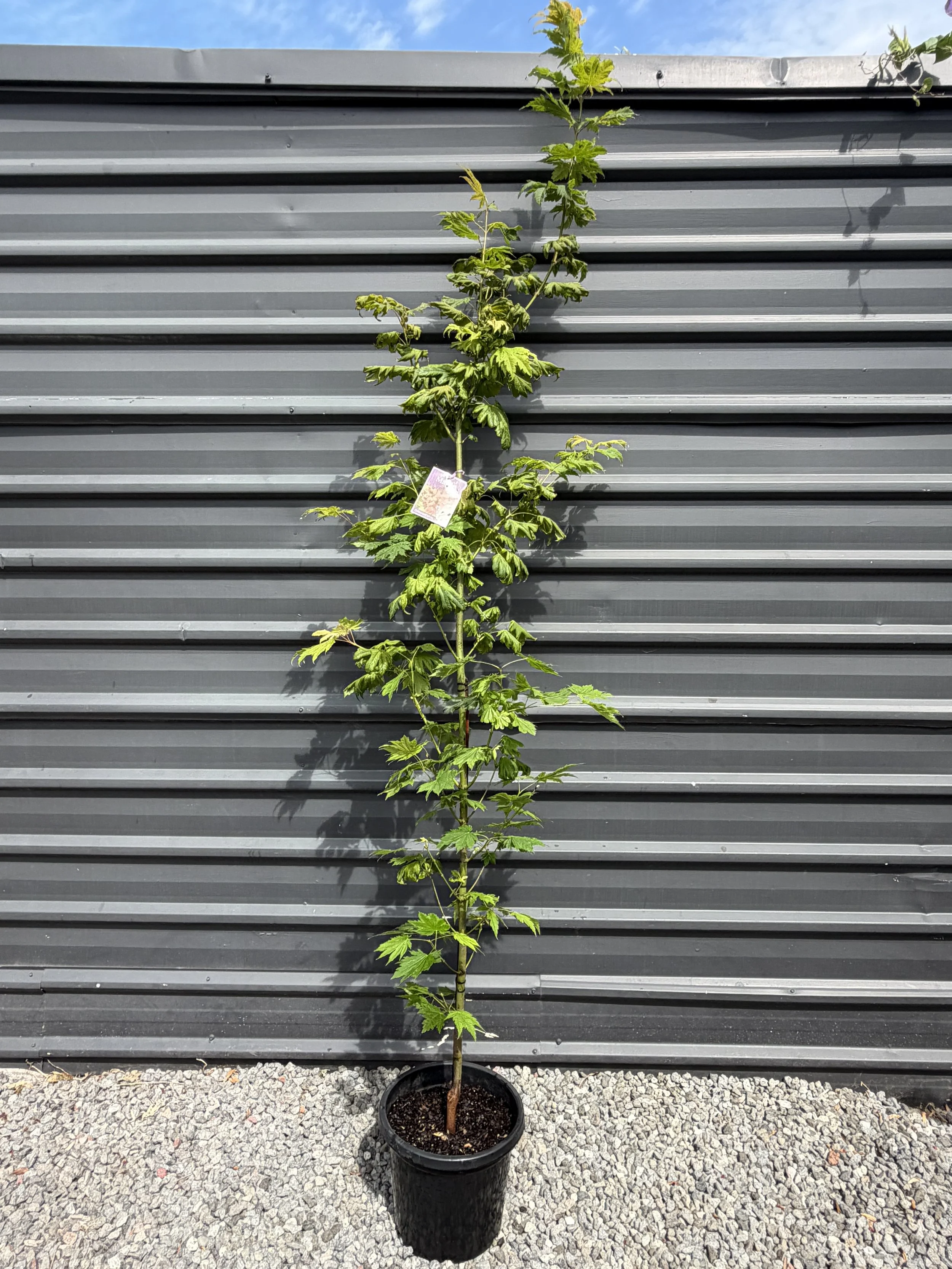 Acer Palmatum ‘Vitifolium’ 300mm