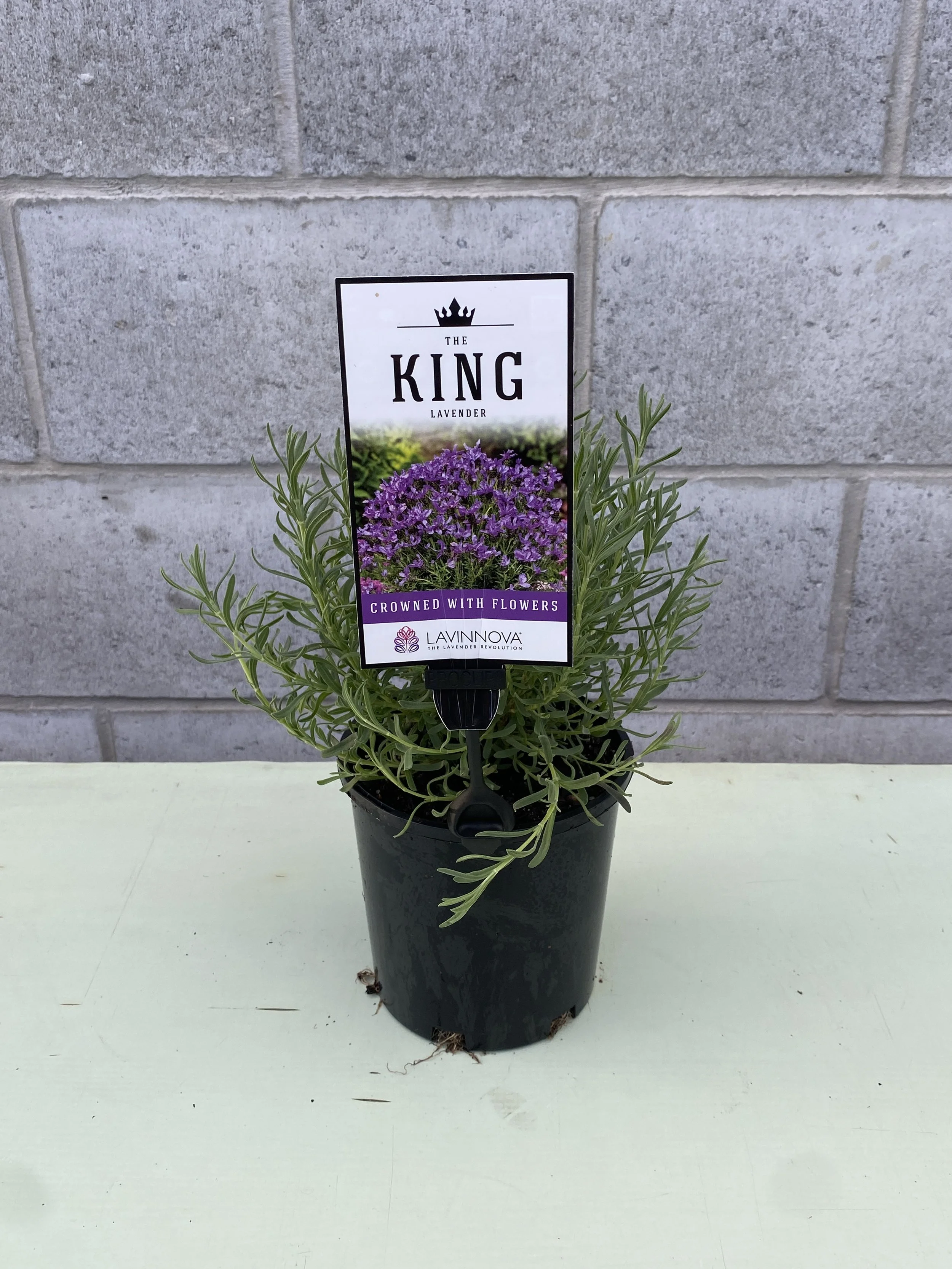 Lavender 'The King' 140mm.jpg