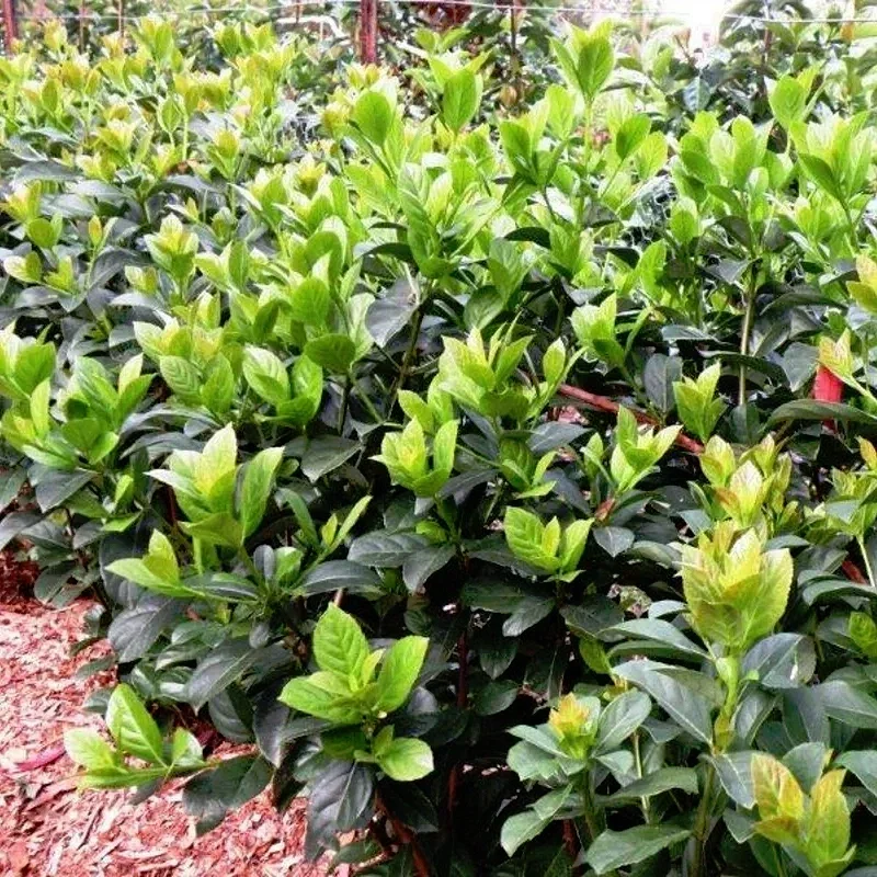 Viburnum 'Dense Fence'