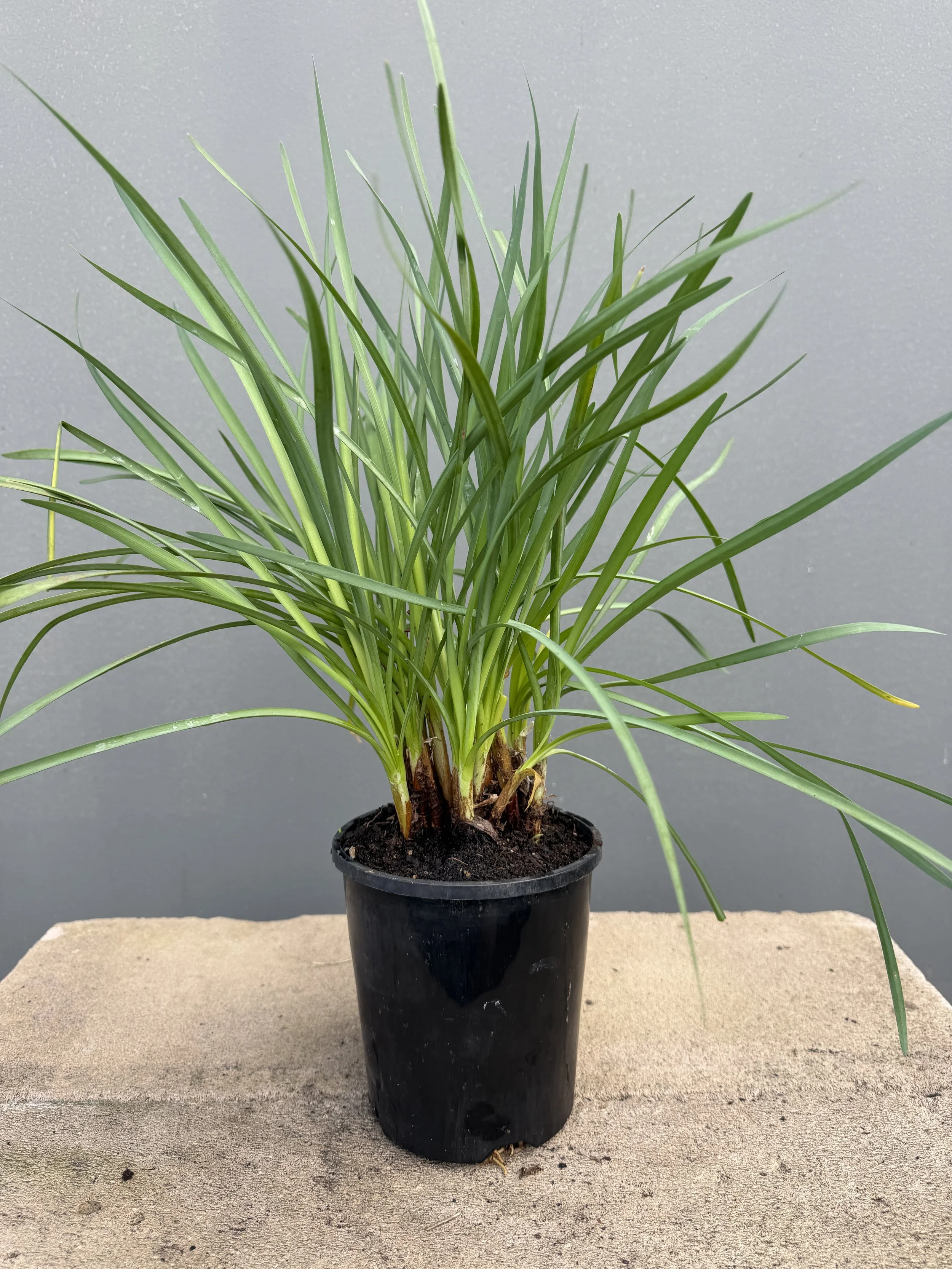 Tulbaghia violacea 'Galaxy' (Society Garlic) 140mm