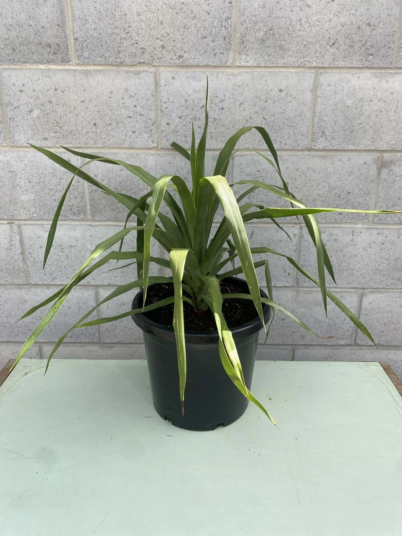 Dragon tree 'Dracaena draco' (2).jpg