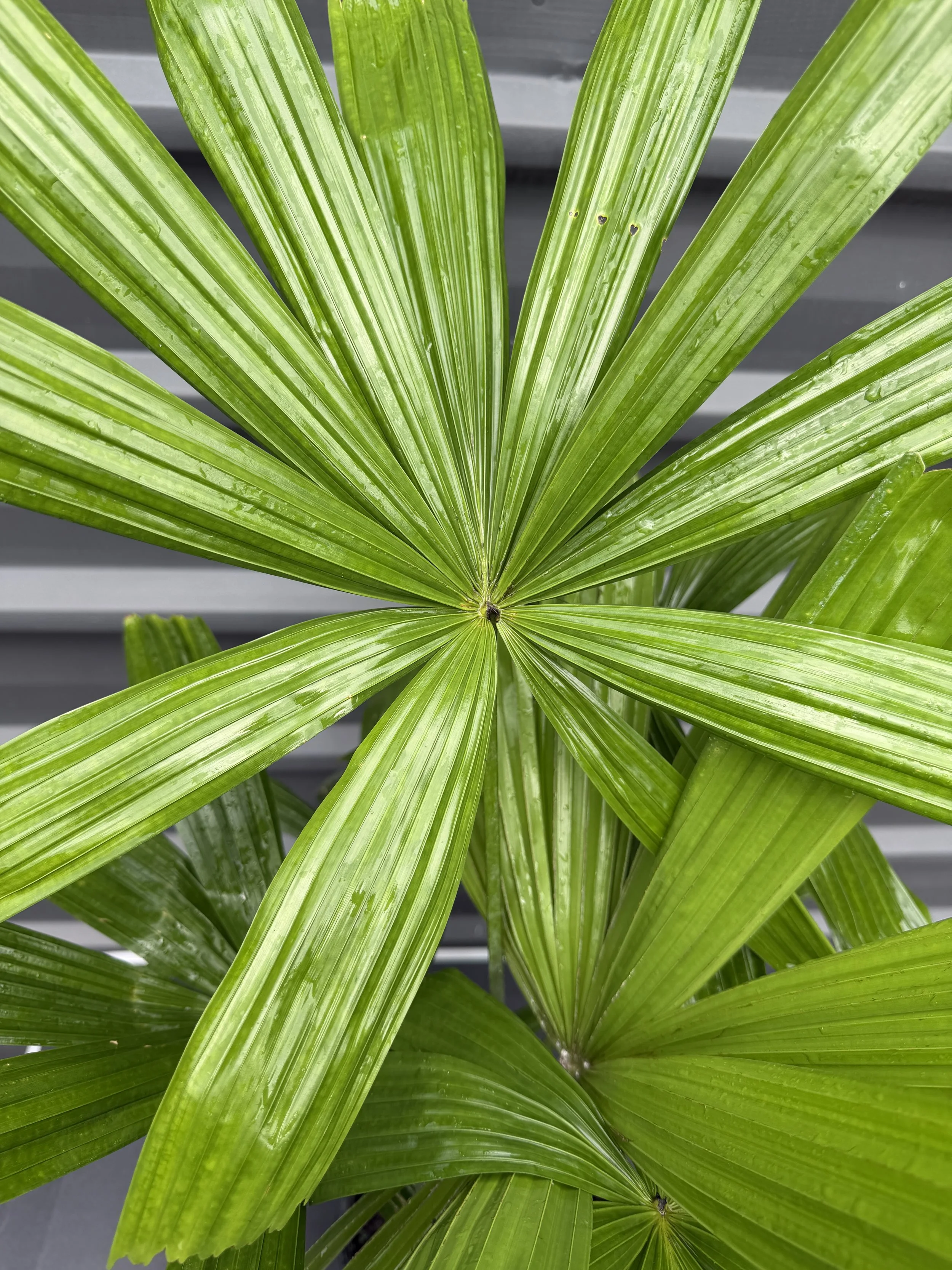 Licuala ramsayi (Australian Fan Palm) — The Plant Depot