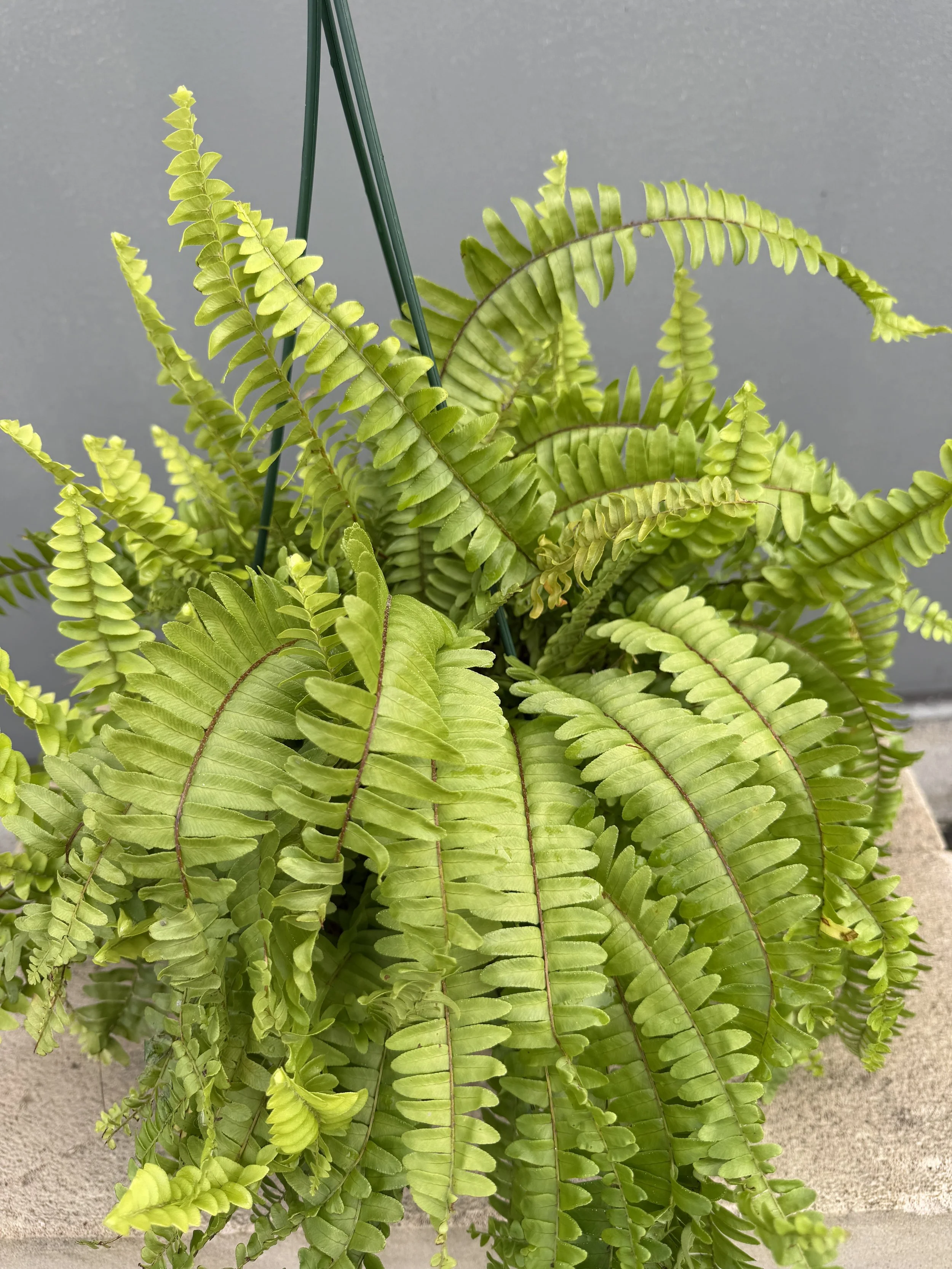 Boston Fern 200mm basket.JPG