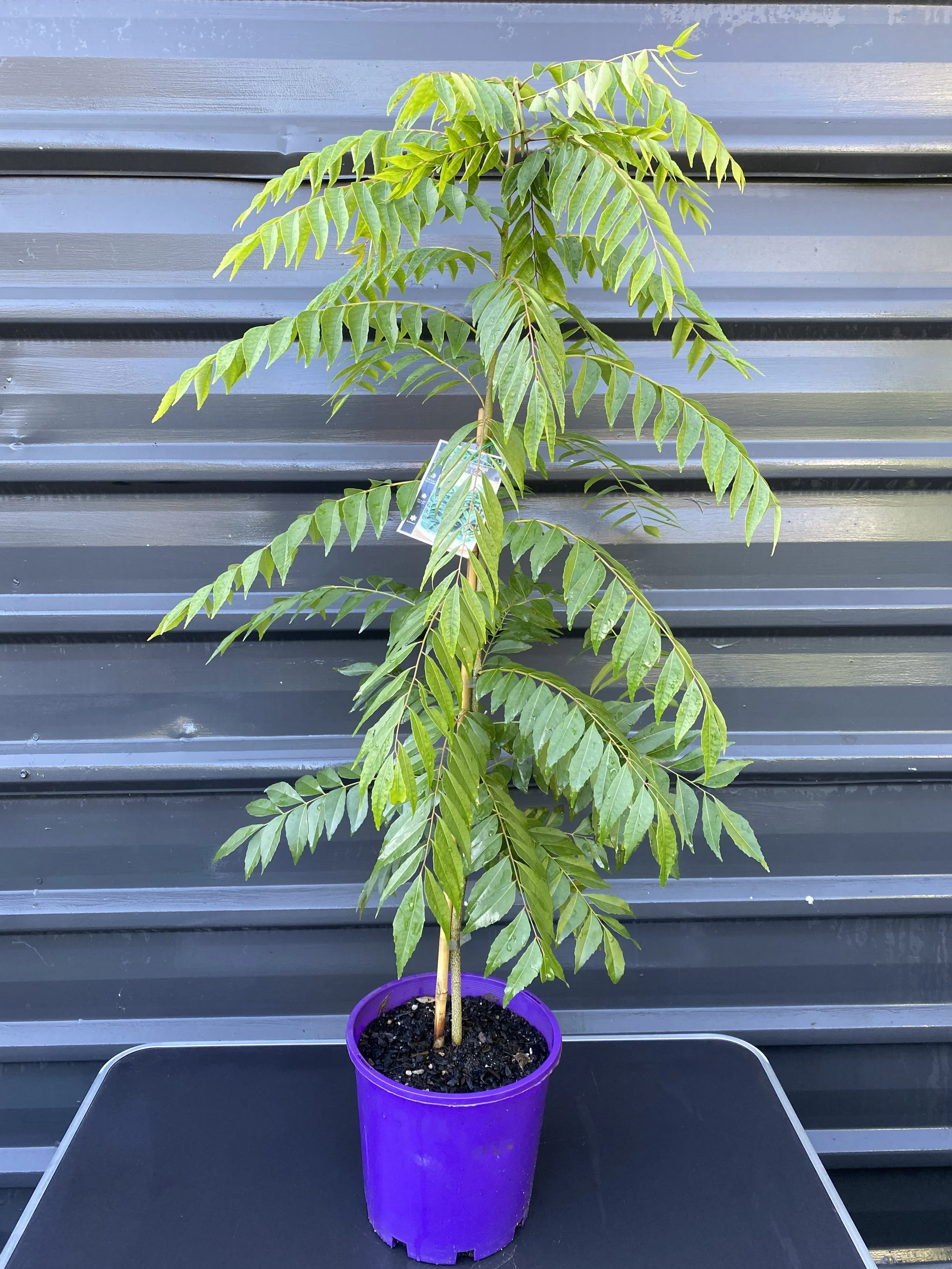 Curry Leaf Tree (Bergera koenigii) 200mm