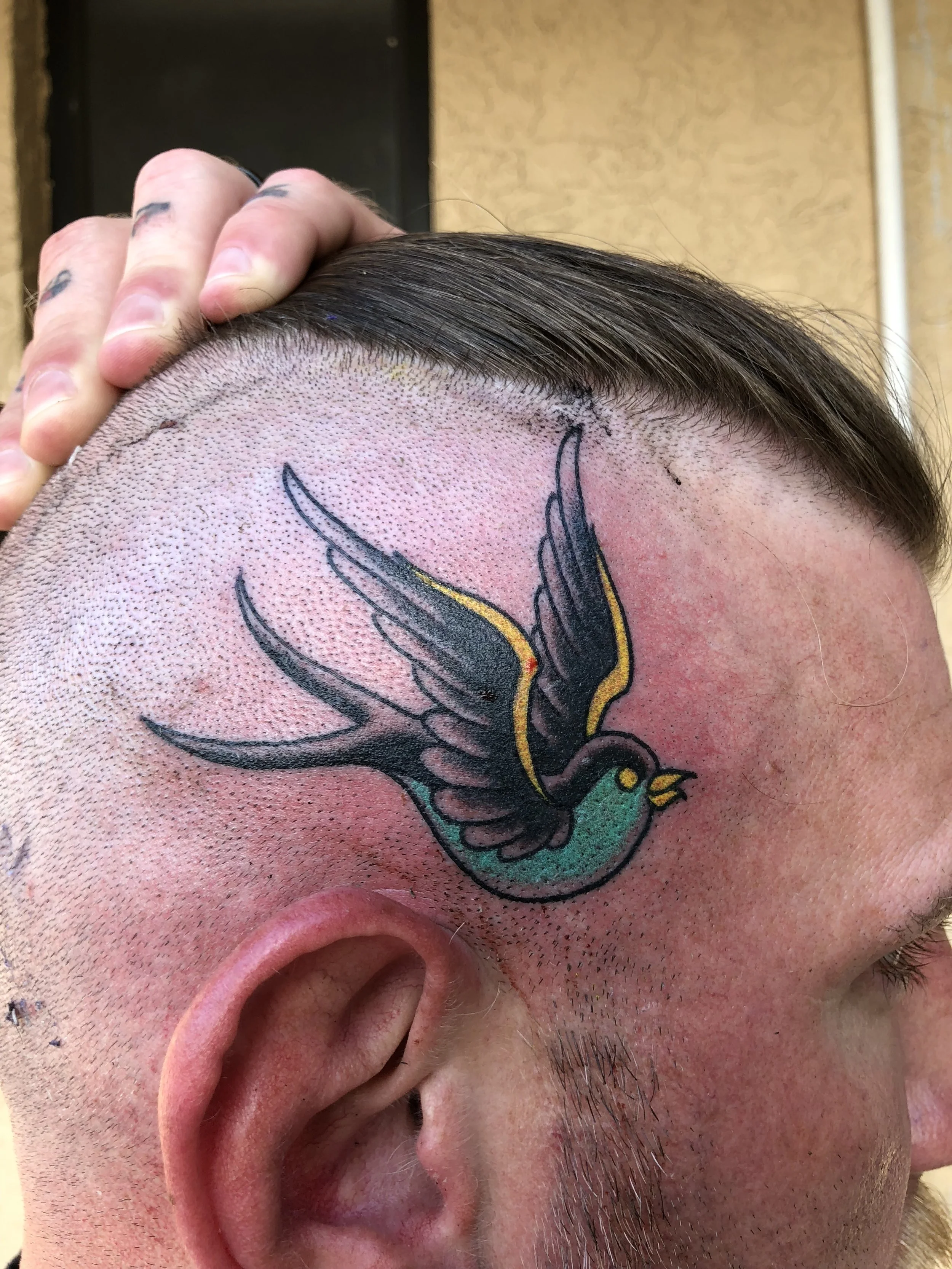 Traditional American color tattoo featuring a classic swallow in flight with teal and gold coloring tattooed on the side of the head, custom tattoo by Nick at Big Kahuna Tattoo in Boca Raton, FL.