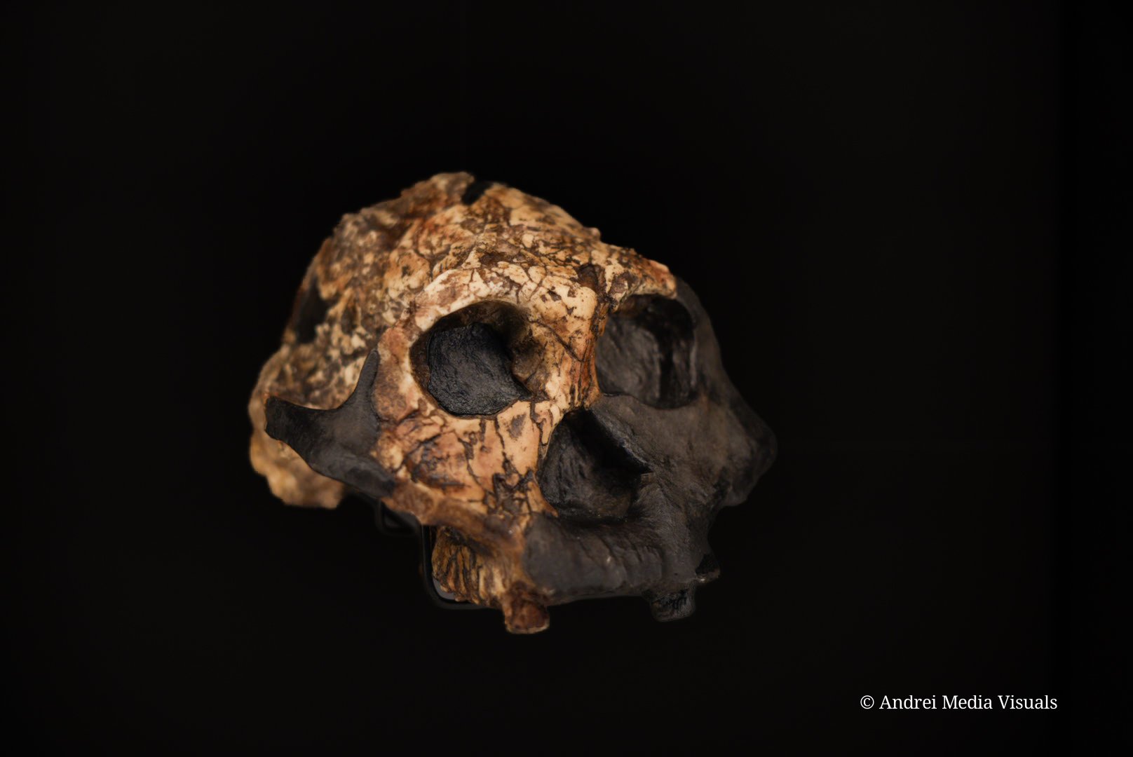 sample product 1 (63).jpg