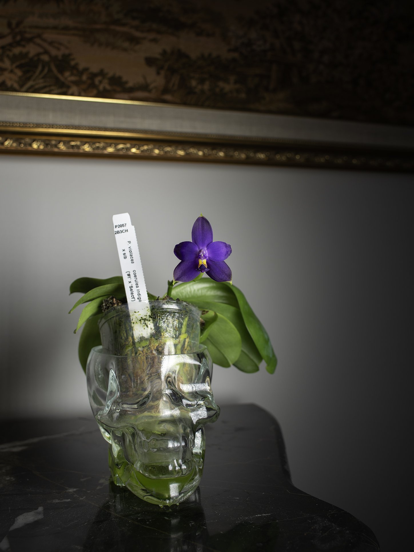 A glass skull holding a Phalaenopsis violacea coerulea indigo orchid.