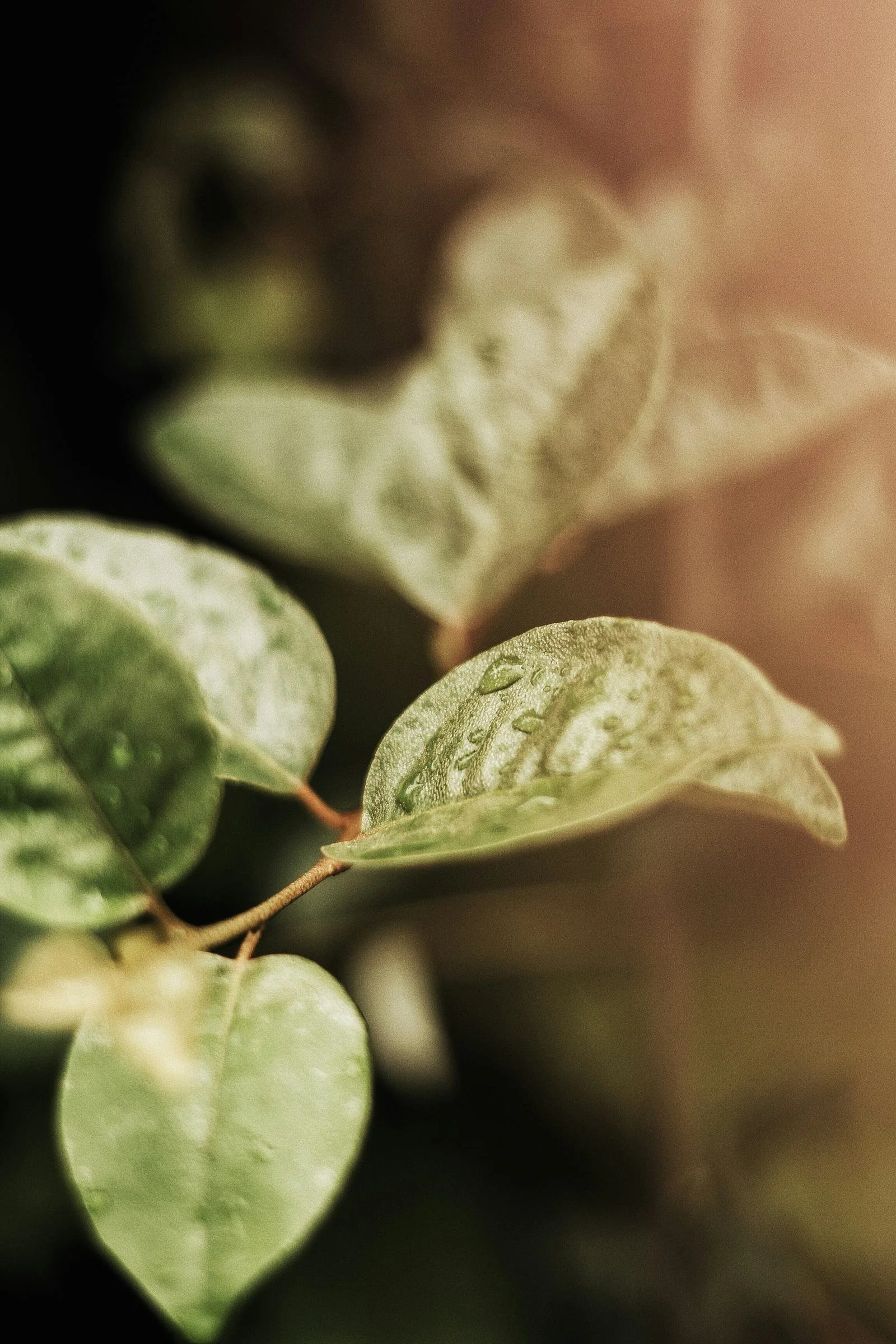 Multidisciplinary palliative care team collaboration including occupational therapist