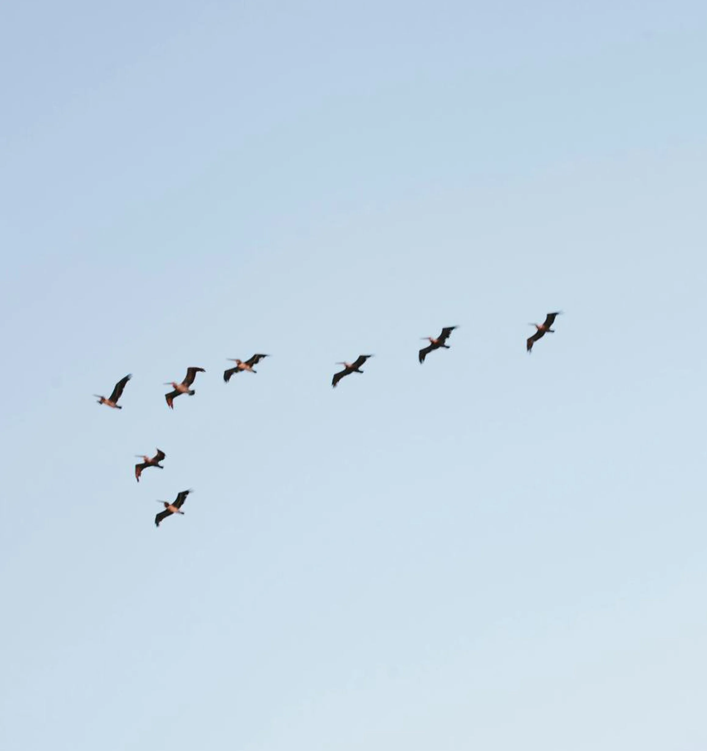 PRN Allied Health Care Contact