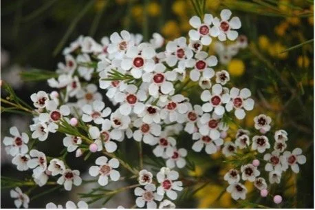 God-of-surprises-white-flowers.jpg