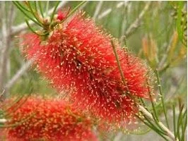 God-of-surprises-bottle-brush.jpg